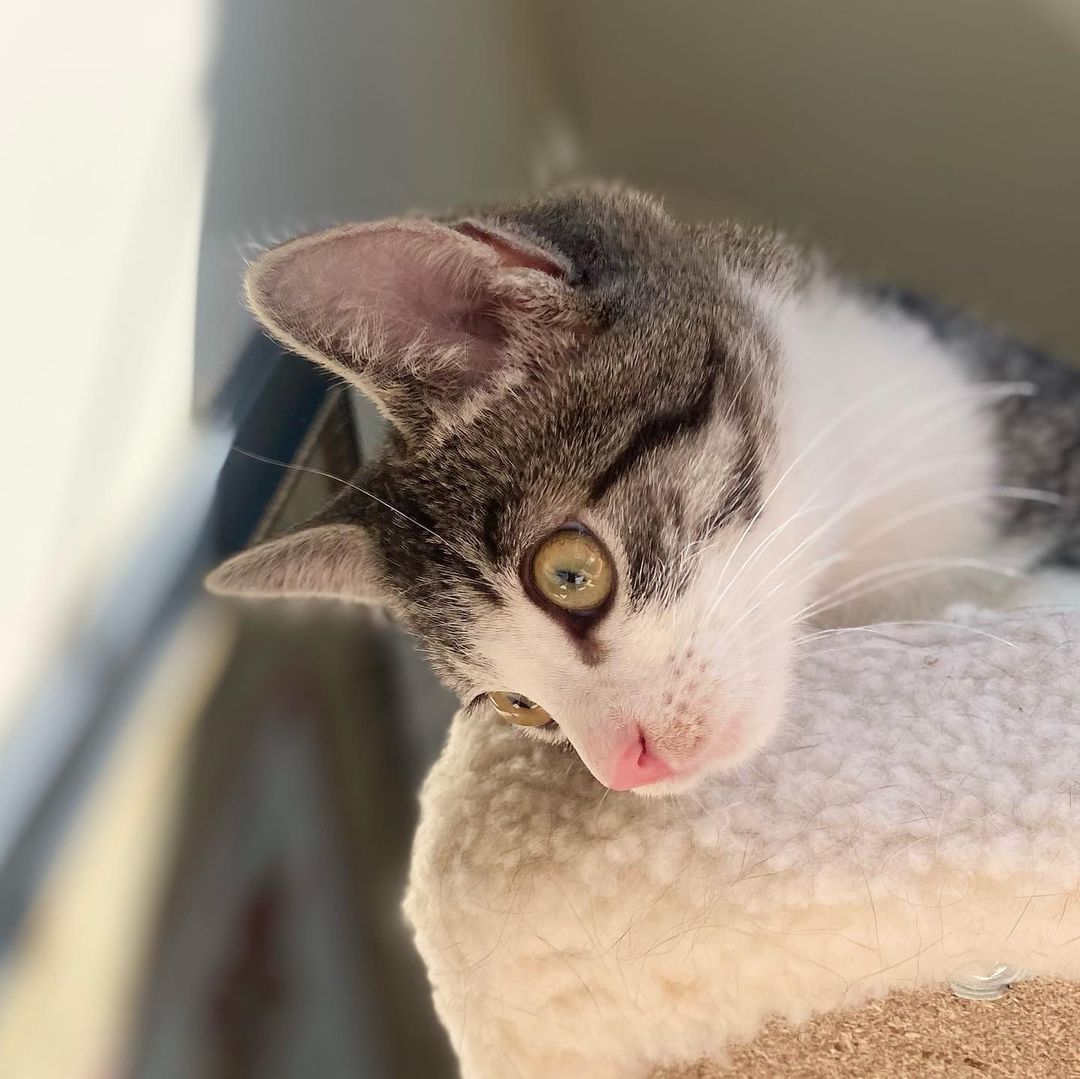 Hello- from Melody! 
Melody got her name because of her cute meow. She is a bundle on energy, moving and playing with her siblings or climbing all over her people. She is friendly with everyone and is a very social kitten. She has been raised with kids, cats and dogs and would be a great addition to your family. ❤️ She really is the perfect little cat and we know you will love her as much as we do! 
All of her siblings have been adopted and now it’s her turn!!
She is UTD on vax, combo tested and will be spayed when she’s a little older. 
We are looking for a home for Miss Melody that has another kitty or cat friendly dog for her to play and interact with.
DM for an adoption questionnaire!
.

.
.

.
.
.
.
.
.
.
<a target='_blank' href='https://www.instagram.com/explore/tags/tabbykitten/'>#tabbykitten</a><a target='_blank' href='https://www.instagram.com/explore/tags/turkishvanmix/'>#turkishvanmix</a><a target='_blank' href='https://www.instagram.com/explore/tags/kittyboo/'>#kittyboo</a><a target='_blank' href='https://www.instagram.com/explore/tags/kittensdaily/'>#kittensdaily</a><a target='_blank' href='https://www.instagram.com/explore/tags/fosteringsaveslives/'>#fosteringsaveslives</a><a target='_blank' href='https://www.instagram.com/explore/tags/catfoster/'>#catfoster</a><a target='_blank' href='https://www.instagram.com/explore/tags/fostercat/'>#fostercat</a><a target='_blank' href='https://www.instagram.com/explore/tags/fosterkitten/'>#fosterkitten</a><a target='_blank' href='https://www.instagram.com/explore/tags/catrescue/'>#catrescue</a><a target='_blank' href='https://www.instagram.com/explore/tags/scv/'>#scv</a><a target='_blank' href='https://www.instagram.com/explore/tags/santaclaritavalley/'>#santaclaritavalley</a><a target='_blank' href='https://www.instagram.com/explore/tags/adoptacat/'>#adoptacat</a><a target='_blank' href='https://www.instagram.com/explore/tags/kittycatsofinstagram/'>#kittycatsofinstagram</a><a target='_blank' href='https://www.instagram.com/explore/tags/catlovers/'>#catlovers</a><a target='_blank' href='https://www.instagram.com/explore/tags/catsrule/'>#catsrule</a>