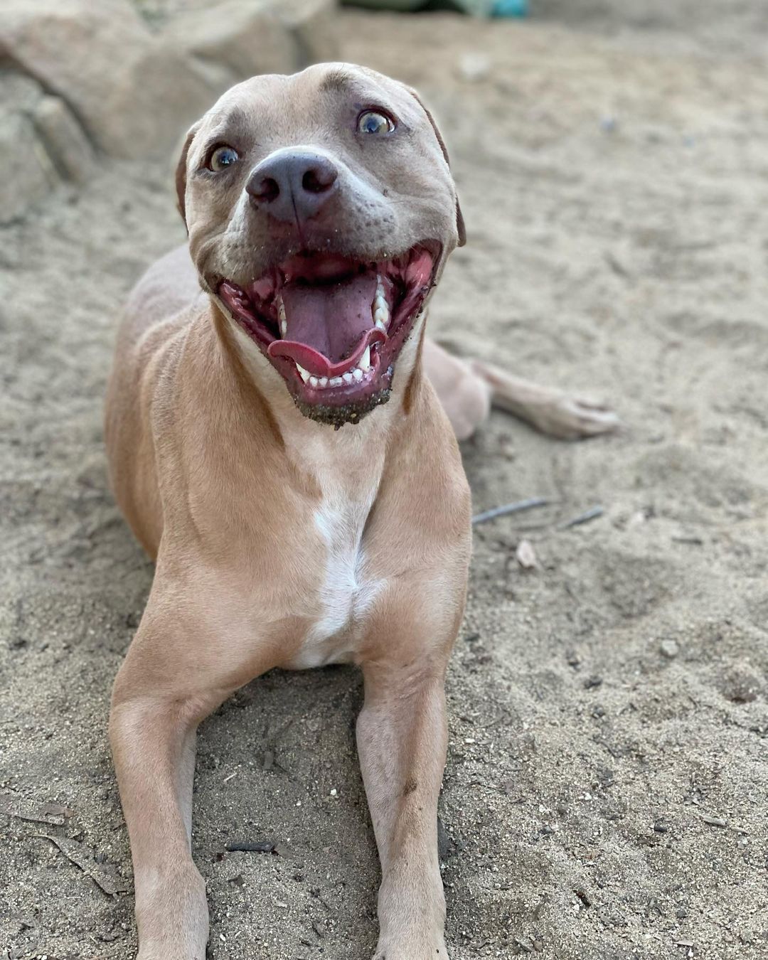 Check out sweet boy KAIPO!  Last minute save from Moreno Valley, this pup has been an amazing surprise to us!  He has come out of his shell to show us his true colors. Kaipo is a well mannered pup, who loves to play fetch, take walks, and loves playing with his handler and loves lots of tummy rubs!  At 1.5 years old, He is a high energy dog so will do best with people who love to stay active. He’s truly a sweetie pie, and so so smart! As much as he loves his walks, he also loves sitting on the couch beside you at night to watch TV. He’s only about 38 lbs so would do great in an Apt/Condo or House alike. Contact us at 760-428-2044 with your email address or email us at freedomrescue1@gmail.com for an Adoption Application as this is required prior to a Meet and Greet. Fully vaccinated, neutered, wormed, and microchipped, just waiting patiently for his new forever home. <a target='_blank' href='https://www.instagram.com/explore/tags/kaipo/'>#kaipo</a> <a target='_blank' href='https://www.instagram.com/explore/tags/adoptdontshop/'>#adoptdontshop</a> <a target='_blank' href='https://www.instagram.com/explore/tags/waitingtobeadopted/'>#waitingtobeadopted</a> <a target='_blank' href='https://www.instagram.com/explore/tags/foreverhomeneeded/'>#foreverhomeneeded</a> <a target='_blank' href='https://www.instagram.com/explore/tags/specialpup/'>#specialpup</a>