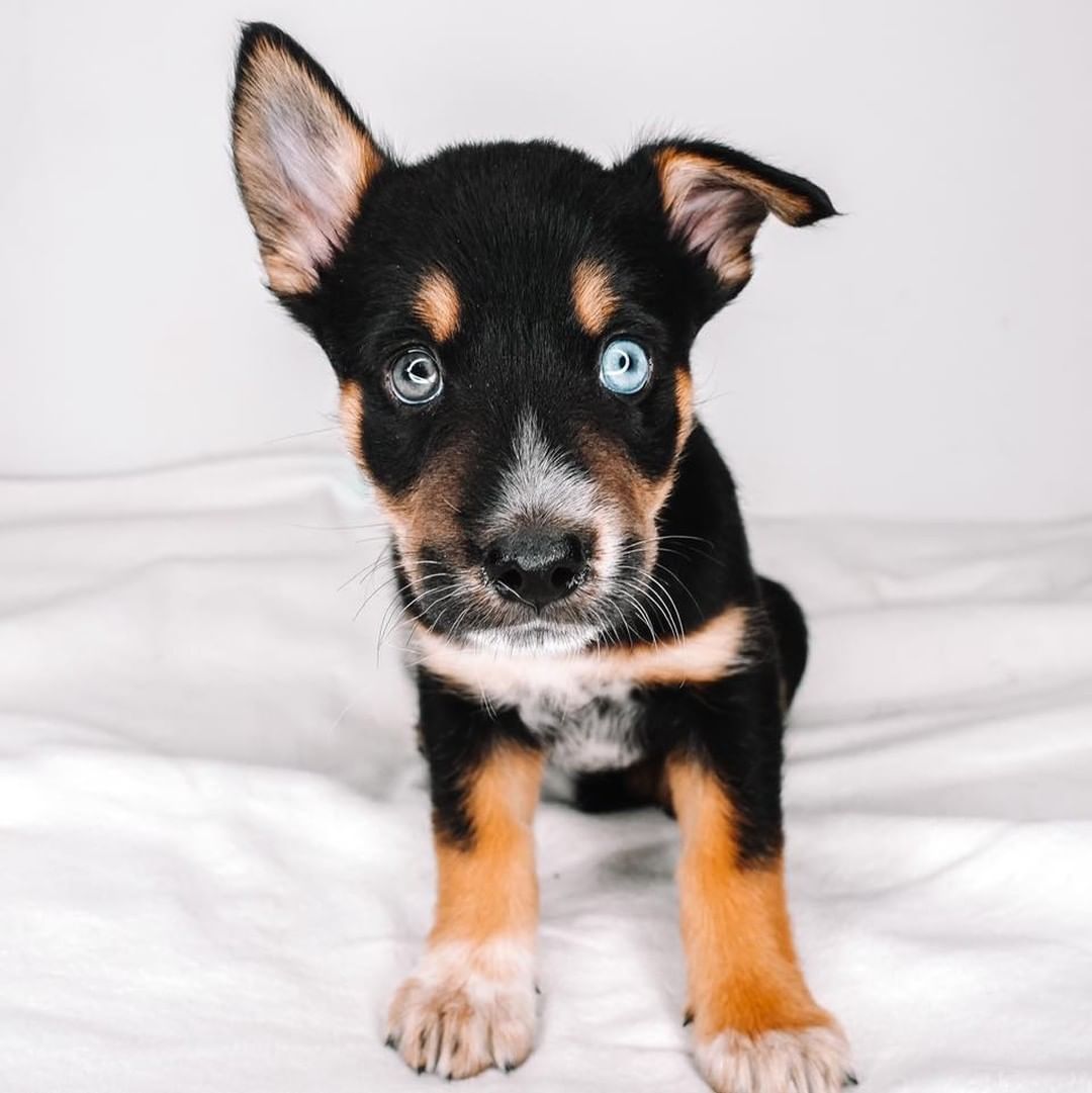 Tale as old as time 🕯Meet our Beauty & The Beast litter! ✨

Say hello to Beauty, Beast, Lumiere, Ms. Potts, Gaston, and Enchantress! They are beautiful! They are all so sweet and love to be with their people! They love to snuggle, be held, and play! They love playing with their bigger foster siblings, so they are very dog friendly! They are working on potty training! Some of them have even been working on the crate when their foster goes to run errands. They are extremely intelligent as well as sweet! Make your fairytale come true and adopt one of these babies! 🌹
Age: 8 weeks
Estimated breed: Aussie mix

Our story: Hi! Hello! Hi! We are the Beauty and The Beast litter! We were surrendered by our owner. Our tails are always wagging, we are so happy! We love to play with other furry friends and humans! Our favorite hobby is to give kisses! We can’t wait to break our curse and find our loving, forever people! 😉

I mean, even their eyes are enchanting! Apply at puppyhavenrescue.com/adopt/!

*Puppies are placed in homes based on best fit. Please list your first, second, and third choice when applying*