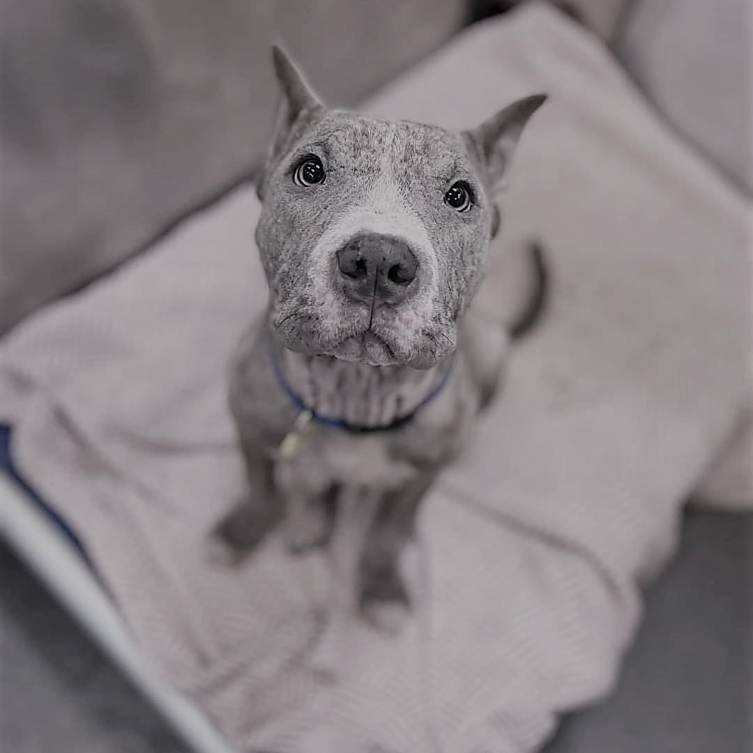Swipe to see what rescue + our Fighter Fund can do…

Esme was a member of our <a target='_blank' href='https://www.instagram.com/explore/tags/FighterFund/'>#FighterFund</a>, a fund dedicated to the cases involving extreme neglect, abuse, or accidents. Esme arrived with a case of demodex mange leaving her not looking her best. She was able to receive the vetting care necessary to treat her mange and look at her now! Her foster family fell in love and adopted her and now she’s living her best life. 

We are so ready to say yes to more Fighter Fund animals like Esme but can’t do it without support from our amazing donors. We would love to have you as one of them; the link is in our bio! <a target='_blank' href='https://www.instagram.com/explore/tags/GTMD21/'>#GTMD21</a>

<a target='_blank' href='https://www.instagram.com/explore/tags/fighter/'>#fighter</a> <a target='_blank' href='https://www.instagram.com/explore/tags/transformation/'>#transformation</a> <a target='_blank' href='https://www.instagram.com/explore/tags/progress/'>#progress</a> <a target='_blank' href='https://www.instagram.com/explore/tags/rescue/'>#rescue</a> <a target='_blank' href='https://www.instagram.com/explore/tags/doglife/'>#doglife</a> <a target='_blank' href='https://www.instagram.com/explore/tags/happydog/'>#happydog</a> <a target='_blank' href='https://www.instagram.com/explore/tags/donationsneeded/'>#donationsneeded</a> <a target='_blank' href='https://www.instagram.com/explore/tags/donation/'>#donation</a> <a target='_blank' href='https://www.instagram.com/explore/tags/donate/'>#donate</a> <a target='_blank' href='https://www.instagram.com/explore/tags/nonprofit/'>#nonprofit</a> <a target='_blank' href='https://www.instagram.com/explore/tags/rescue/'>#rescue</a> <a target='_blank' href='https://www.instagram.com/explore/tags/nonprofitlife/'>#nonprofitlife</a> <a target='_blank' href='https://www.instagram.com/explore/tags/grateful/'>#grateful</a> <a target='_blank' href='https://www.instagram.com/explore/tags/hope/'>#hope</a> <a target='_blank' href='https://www.instagram.com/explore/tags/happy/'>#happy</a> <a target='_blank' href='https://www.instagram.com/explore/tags/change/'>#change</a> <a target='_blank' href='https://www.instagram.com/explore/tags/dogsofig/'>#dogsofig</a> <a target='_blank' href='https://www.instagram.com/explore/tags/dogsofinsta/'>#dogsofinsta</a> <a target='_blank' href='https://www.instagram.com/explore/tags/dogstagram/'>#dogstagram</a> <a target='_blank' href='https://www.instagram.com/explore/tags/rescuedogs/'>#rescuedogs</a> <a target='_blank' href='https://www.instagram.com/explore/tags/adoptdontshop/'>#adoptdontshop</a> <a target='_blank' href='https://www.instagram.com/explore/tags/savelives/'>#savelives</a> <a target='_blank' href='https://www.instagram.com/explore/tags/pittienation/'>#pittienation</a> <a target='_blank' href='https://www.instagram.com/explore/tags/pittie/'>#pittie</a> <a target='_blank' href='https://www.instagram.com/explore/tags/pittiesofinstagram/'>#pittiesofinstagram</a> <a target='_blank' href='https://www.instagram.com/explore/tags/pitbull/'>#pitbull</a>