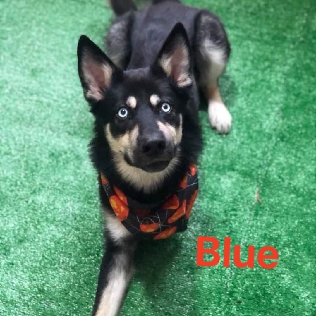 AVAILABLE FOR ADOPTION 
<a target='_blank' href='https://www.instagram.com/explore/tags/AdoptAFriend/'>#AdoptAFriend</a> 🔵 Blue

Blue is a husky/shepherd mix and is approximately 2 years old. He is neutered and all of his vaccines are current.

When Blue was rescued he had half of one leg missing (the wound was still bloody and open). However, since he was found on the street, we have no idea what happen to him. The poor dog was in terrible shape--extremely malnourished and underweight. He was taken to the vet for immediate surgery to try to fix what was left of his leg, but because of complications, he ended up having to have the entire leg amputated.

FINALLY after many months we are happy to announce that even though he is a tripod doggie, he gets around fine on 3 legs and is in great shape!
He is a very affectionate boy, gets along well with other dogs, is quite sociable and walks pretty well. As you can see, he is a beautiful dog and seems not to have been affected by all the trauma and pain that he went through. Blue is looking for a home with a yard where he can lay on some grass and have a loving family to take care of him for the rest of his life.

If you would like to fill out an adoption aplication for Blue visit our website(link in bio)
☎️📞📱
 Vicky Godoy (619) 733-1512

<a target='_blank' href='https://www.instagram.com/explore/tags/fhstj/'>#fhstj</a><a target='_blank' href='https://www.instagram.com/explore/tags/adoptadogsandiego/'>#adoptadogsandiego</a><a target='_blank' href='https://www.instagram.com/explore/tags/adoptdontshop/'>#adoptdontshop</a><a target='_blank' href='https://www.instagram.com/explore/tags/dog/'>#dog</a><a target='_blank' href='https://www.instagram.com/explore/tags/puppy/'>#puppy</a><a target='_blank' href='https://www.instagram.com/explore/tags/sandiego/'>#sandiego</a><a target='_blank' href='https://www.instagram.com/explore/tags/Bluethedog/'>#Bluethedog</a><a target='_blank' href='https://www.instagram.com/explore/tags/mansbestfriend/'>#mansbestfriend</a><a target='_blank' href='https://www.instagram.com/explore/tags/petadoption/'>#petadoption</a><a target='_blank' href='https://www.instagram.com/explore/tags/petadoptionevent/'>#petadoptionevent</a><a target='_blank' href='https://www.instagram.com/explore/tags/dogsofsandiego/'>#dogsofsandiego</a><a target='_blank' href='https://www.instagram.com/explore/tags/adoptafriend/'>#adoptafriend</a><a target='_blank' href='https://www.instagram.com/explore/tags/petco/'>#petco</a>
