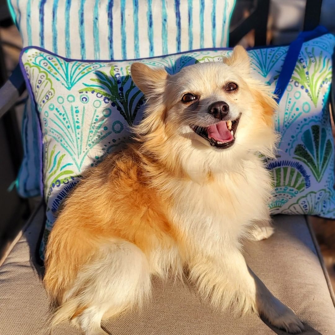 NEW TO THE CREW!!

Meet TEDDY - 2 yo male Pomeranian mix 💙

https://bluetails.org/adoption-application