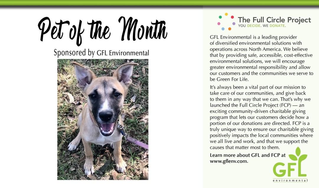 Our <a target='_blank' href='https://www.instagram.com/explore/tags/GFLPetofthemonth/'>#GFLPetofthemonth</a> dog is beautiful Dani! If you're looking for a sweet, pocket-sized shepherd mix, look no further than Dani. This little girl will meet all your needs. Friendly, cuddly, energetic, playful, check, check, check and check! She fits in well with all the other dogs in her foster home, is learning her doggie manners and is overall a totally enjoyable, loving pup. Oh, did I mention she's house-trained and crate trained, too? As she is an active pup, she will require a fenced-in yard (physical fencing ONLY) and will do best with a doggie playmate with energy similar to hers living in the home. All children in her forever home should be 8 years of age or older. She's spayed, microchipped, and up to date on all preventative medications and vaccinations.
https://www.chathamanimalrescue.org/adopt/dogs/<a target='_blank' href='https://www.instagram.com/explore/tags/action_0/'>#action_0</a>=pet&animalID_0=17251740&petIndex_0=5
