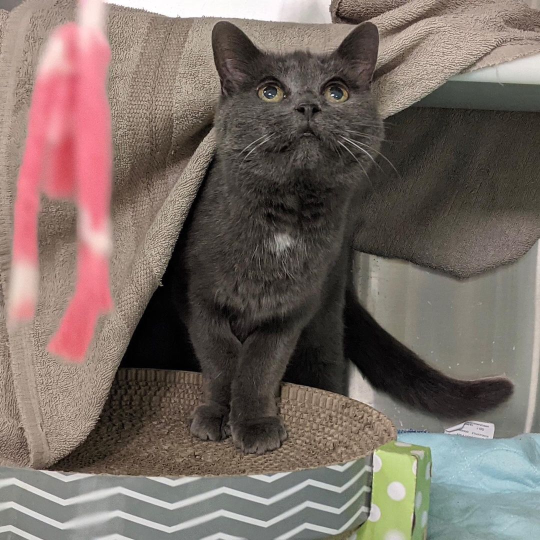 GRIGRIS AIMERAIT BIEN «PÉTRIR» VOTRE CŒUR ❤️

En ce Mois de la sensibilisation aux animaux âgés, l’équipe de Salut Bonjour vous présente la douce GriGris, une jolie chatte de 13 ans. Cette minette d’expérience, qui adore les caresses et l’herbe à chat, se met à faire du « pétrissage » dès qu’elle s’aperçoit que quelqu’un la regarde. Un foyer calme, sans jeunes enfants ou autres animaux, lui permettra de régner à son goût sur son nouveau royaume! Avez-vous une petite place chez vous pour GriGris, la chatte porte-bonheur? Cliquez sur le lien « Animal vedette Salut Bonjour » dans notre bio ou visitez spca.com pour les détails.

//
GRIGRIS WOULD LOVE TO “KNEAD” YOUR HEART

In its series for Adopt a Senior Pet month, Salut Bonjour is featuring GriGris, a beautiful 13-year-old cat. This sweet older kitty loves petting and catnip, and starts “kneading” as soon as she realizes someone is looking at her. A quiet home, without young children or other animals, will allow her to reign over her new kingdom to her heart's content! GriGris would love to bring her happiness to your home. Do you have room for GriGris? Click on the link “Animal vedette Salut Bonjour’ in our bio or visit spca.com for details.