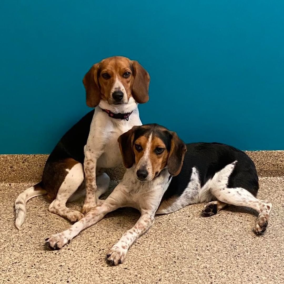 Aren’t they just darling?! Audrey and Calvin are coming soon. Stay tuned for more details on this pair up for adoption soon! 

<a target='_blank' href='https://www.instagram.com/explore/tags/rescuedog/'>#rescuedog</a> <a target='_blank' href='https://www.instagram.com/explore/tags/beagle/'>#beagle</a> <a target='_blank' href='https://www.instagram.com/explore/tags/beaglesofinstagram/'>#beaglesofinstagram</a> <a target='_blank' href='https://www.instagram.com/explore/tags/beaglehound/'>#beaglehound</a> <a target='_blank' href='https://www.instagram.com/explore/tags/adoptdontshop/'>#adoptdontshop</a> <a target='_blank' href='https://www.instagram.com/explore/tags/adoptpetrescue/'>#adoptpetrescue</a> <a target='_blank' href='https://www.instagram.com/explore/tags/rescuedismyfavoritebreed/'>#rescuedismyfavoritebreed</a> <a target='_blank' href='https://www.instagram.com/explore/tags/rescuedogsofinstagram/'>#rescuedogsofinstagram</a>