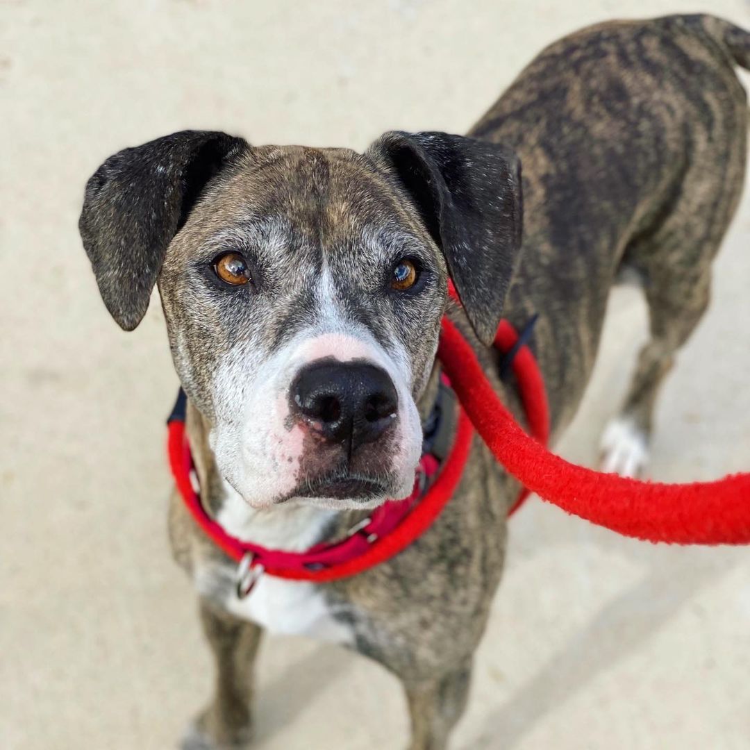 Isn’t 9-year-old Olivia (A482617) just the cutest?!? She’s a precious older lady who just LOVES spending time with people, especially our volunteers, like the one who took this photo during a beautiful autumn walk! 

Olivia is one of 24 AWESOME dogs who are hoping to find a home for the holidays! If you’re looking to add a furry family member to your home, please consider viewing all our adoptable dogs and scheduling an Adoption Appointment. All necessary links are in our bio!