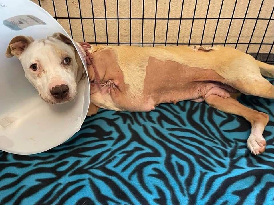 🛑🛑🛑🛑🛑🛑🛑
FRIDAY NIGHT UPDATE - Ruby had her leg amputation surgery on Wednesday.  She did well through the surgery.  However on Thursday it began to be evident that she was having trouble and she has now been diagnosed with TETANUS‼️ This is an extremely rare disease caused by a bacterial infection usually from a deep wound.  The bacteria releases a toxin that attacks the nerves and can cause stiffness in limbs, lockjaw and several other conditions.  Ruby has many of these.  She can only slightly open her mouth. Eating is difficult. She is being treated with antibiotics, IV fluids and muscle relaxers.  She is slightly improved tonight but she has a very long road ahead of her.  If the disease doesn't progress it may take 2/3 weeks for her to recover.  She remains hospitalized.  We will do all we can to help her to survive.  Our vet expenses for her have increased significantly.  We can't do this without your ❌HELP❌ Please continue to donate for Ruby.  Her vet bill will be at least $3500.  Maybe more.  Please use the DONATE button below or the PAYPAL or VENMO links.  Come on all you warriors out there!  Lets rally to help Ruby‼️‼️

🆘🆘🆘 TUESDAY AFTERNOON UPDATE  Ruby was seen at the shelter vet today to prepare for surgery but it has been determined that she needs to go to a 24 hour vet so she was brought today to Lafayette Veterinary Care Center.  She will receive fluids and antibiotics in preparation for her amputation surgery tomorrow if all goes well.  She is not the greatest surgical candidate but we are going to try to help her.  Her estimate for leg amputation and spay while sedated is now $2000,  PLEASE CONTINUE TO DONATE!  RUBY NEEDS US‼️‼️‼️

❌❌❌ GRAPHIC POST!  All animal neglect and cruelty is hard to look at but we find this to be one of the worst.  Ruby's foot is literally rotting off.  She was found as a stray and she has milk but no puppies were found.  Her foot/leg is so infected.  She was put on pain meds and antibiotics in preparation for a leg amputation on Tuesday.  We have got to raise money for this as we cannot possibly afford it.  We HAVE to raise $1200 to help this poor girl.  Please help us.  Please DONATE via the donate button