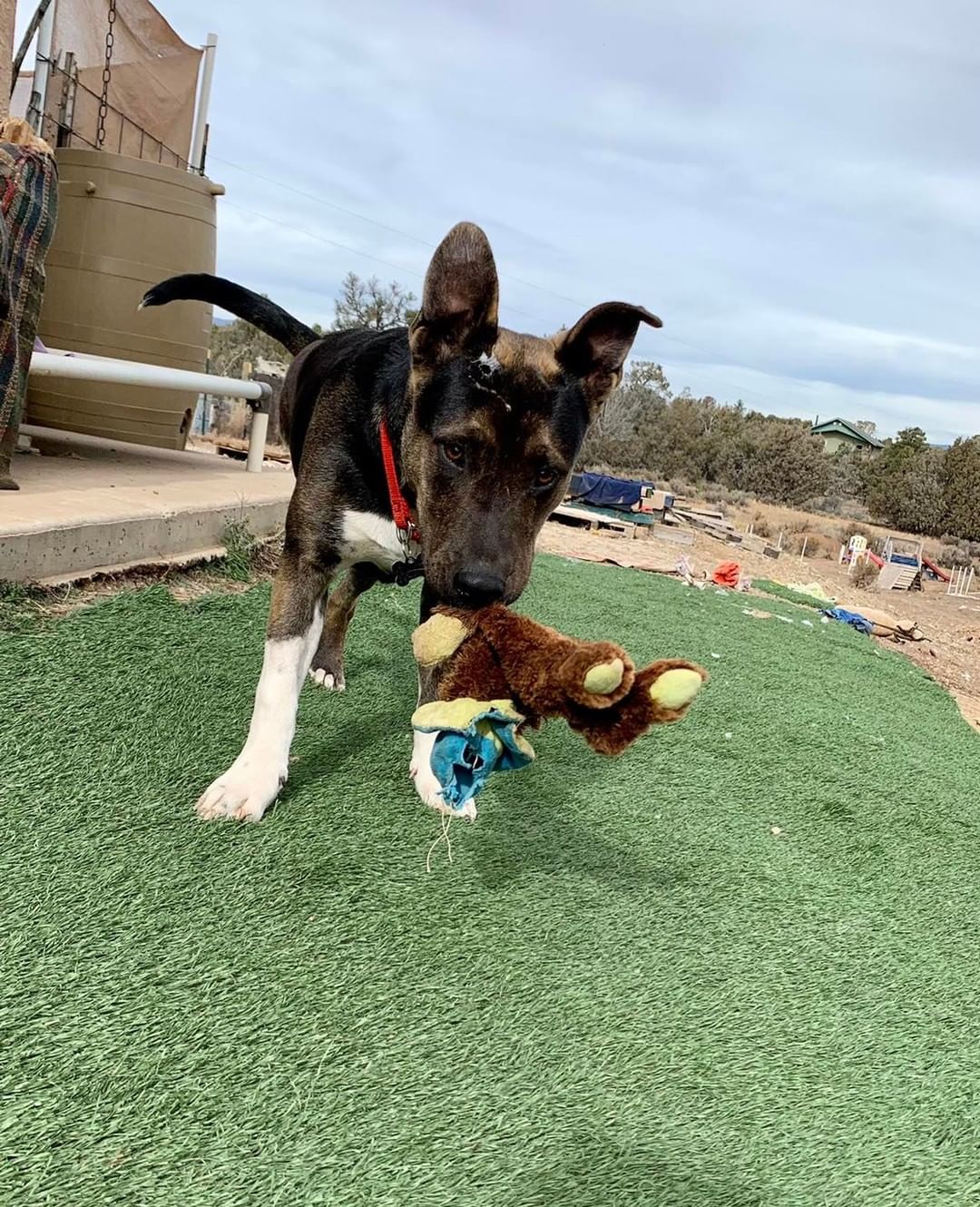 Meet 11 month old Camino! This young guy came to us as a stray with a broken leg and although we attempted to cast his leg, the break was too severe resulting in him needing an amputation. However, that has not slowed Camino down one bit! 
Camino is a brave and strong willed pup who has lots of energy and loves playing with his toys and doggie friends! He is looking for an active home that will include him in their adventures but also be patient while he is still learning to navigate with three legs. 

Think this cutie is a good fit for your pack? Apply online to adopt Camino today and a team member will call you to schedule a time for you to meet him ❤️🐶

<a target='_blank' href='https://www.instagram.com/explore/tags/lpchs/'>#lpchs</a> <a target='_blank' href='https://www.instagram.com/explore/tags/threeleggeddog/'>#threeleggeddog</a> <a target='_blank' href='https://www.instagram.com/explore/tags/adopt/'>#adopt</a> <a target='_blank' href='https://www.instagram.com/explore/tags/shepherdpitbullmix/'>#shepherdpitbullmix</a> <a target='_blank' href='https://www.instagram.com/explore/tags/takemehome/'>#takemehome</a> <a target='_blank' href='https://www.instagram.com/explore/tags/pranadog/'>#pranadog</a>