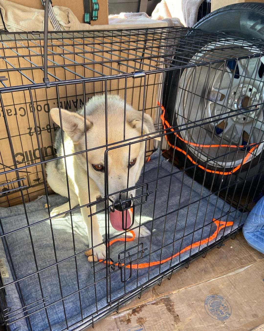 Meet Henri!  <a target='_blank' href='https://www.instagram.com/explore/tags/A1733140/'>#A1733140</a> This boy was so nervous as he exited OC death row. He did not want treats and pooped in his crate as we pulled out of the shelter. Henri was sched to be killed but as w all of our rescues the staff has been great in helping us get these dogs out. (Really wish more rescues would come back and help out). Henri was so stressed in his kennel at the shelter he actually broke the kennel bars!  He was a bit disheveled but that will change.  He will decompress and then get some training.  He met his trainer who got him out of his crate and walked him a bit without incident.  Updates to follow.