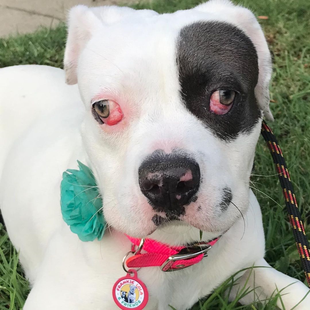 Before and just 5 days later! Do you guys think she looks better? The vet said her eyes will look even better in another few weeks. We’re so glad to get her out of her prior owners hands.

I cannot take it. 💕 She is so squishy and delicious. We learned that she will not need a second eye surgery so this means FIONA is absolutely completely ready for her forever home. She’s about 6 months old and looks like an American Bulldog/Boxer mix. She of course may have Pittie in her too which is the best breed ever of course :-)

Fiona was dumped at a high kill shelter because her owners didn’t want to deal with her medical issues. They were even contacted after her surgery to see if they’d like to come pick her up and they said no. Good riddance. They don’t deserve her and she is pure innocence. The sweetest, most well-rounded little girl and I am going to find her safety, warmth and love. A home where she is valued ❤️

Beyond grateful for my repeat Foster @freediculous Who takes the cutest videos and best photos. We really want to get this into a home for the holidays so she can wear her holiday jammies :-)

Today’s $5 Friday and we are so behind on fundraising. We’ve got a lot of random bills right now, from follow up vet visits, to medications, to crates, dog supplies, flea meds, leashes and we have about 10 puppies coming due to get spayed and neutered. If you can bypass that Starbucks coffee for one day, our donation links are in the bio.

Because of your donations, I am able to save dogs like Fiona.

to fill out an application for Fiona, head over to the website, link in bio. Please spread the word on this gorgeous family dog.

<a target='_blank' href='https://www.instagram.com/explore/tags/FrankieLolaAndFriends/'>#FrankieLolaAndFriends</a>