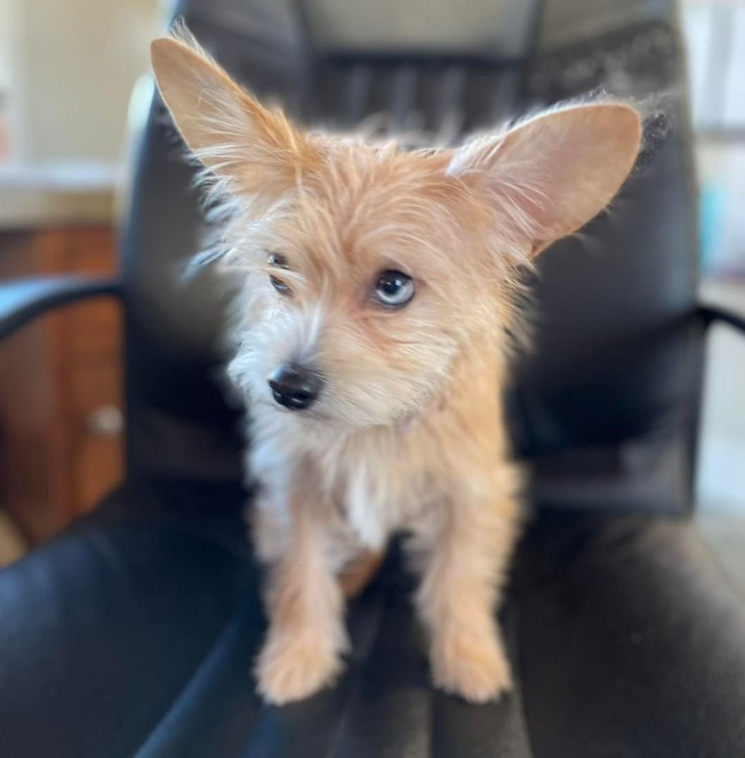 FOUND DOG! 

This dog was found on 11/13 on creek street. The finders were not able to locate the owners so brought her to us. If this dog belongs to you, please reach out to us! 830-990-9085