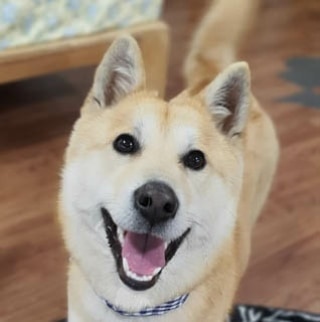 IN SEARCH OF FOREVER HOME (Currently in foster in Nanaimo, BC) 🏘️💕 
 
Sweet Marley is a 2.5 year old shiba inu mix (weighing 17kg/37lb) who was rescued from an owner who raised dogs to sell to the meat trade. 

She is a happy girl who is always smiling and wagging her tail. Marley's favorite thing in the world is to play, whether with other dogs, people, or entertaining herself. She gets along well with dogs of all personalities and is a great playmate. She is house trained and loves her chew toys, although she is not destructive in the home, walks well on leash (although she does pull a bit in the beginning when excited, and rides well in the car.
 
When meeting new people, Marley can be a bit shy. It takes her a few minutes, but she warms up pretty quickly. Despite this, she is quite independent (she is part shiba afterall!) And can be sensitive and tentative in New situations she is unsure of.

Marley is gentle, quiet, social, and obidient. She would do best with an active family who enjoys the outdoors, but also have a comfortable bed to lie on after her walks and playtime. She would prefer to have a house with a secure yard, and would do great as a second dog with a friendly sibling who loves to play as much as she does.

To apply or learn more:  https://www.freekoreandogs.org/adopt/moongshil/
.
.
.
.
.
.
.
.
.
<a target='_blank' href='https://www.instagram.com/explore/tags/freekoreandogs/'>#freekoreandogs</a> <a target='_blank' href='https://www.instagram.com/explore/tags/adoptdontshop/'>#adoptdontshop</a> <a target='_blank' href='https://www.instagram.com/explore/tags/rescuedog/'>#rescuedog</a> <a target='_blank' href='https://www.instagram.com/explore/tags/rescuedogs/'>#rescuedogs</a> <a target='_blank' href='https://www.instagram.com/explore/tags/rescuedismyfavoritebreed/'>#rescuedismyfavoritebreed</a> <a target='_blank' href='https://www.instagram.com/explore/tags/rescuedogsofig/'>#rescuedogsofig</a> <a target='_blank' href='https://www.instagram.com/explore/tags/rescuedogsofinstagram/'>#rescuedogsofinstagram</a> <a target='_blank' href='https://www.instagram.com/explore/tags/adoptionsaveslives/'>#adoptionsaveslives</a> <a target='_blank' href='https://www.instagram.com/explore/tags/adoptme/'>#adoptme</a> <a target='_blank' href='https://www.instagram.com/explore/tags/adoptable/'>#adoptable</a> <a target='_blank' href='https://www.instagram.com/explore/tags/adoptables/'>#adoptables</a> <a target='_blank' href='https://www.instagram.com/explore/tags/dogadoption/'>#dogadoption</a> <a target='_blank' href='https://www.instagram.com/explore/tags/takemehome/'>#takemehome</a> <a target='_blank' href='https://www.instagram.com/explore/tags/dogrescue/'>#dogrescue</a>  <a target='_blank' href='https://www.instagram.com/explore/tags/fureverhome/'>#fureverhome</a> <a target='_blank' href='https://www.instagram.com/explore/tags/fureverfamily/'>#fureverfamily</a> <a target='_blank' href='https://www.instagram.com/explore/tags/lookingforahome/'>#lookingforahome</a> <a target='_blank' href='https://www.instagram.com/explore/tags/fureverhomeneeded/'>#fureverhomeneeded</a> <a target='_blank' href='https://www.instagram.com/explore/tags/dogadoption/'>#dogadoption</a> <a target='_blank' href='https://www.instagram.com/explore/tags/adoptionsaveslives/'>#adoptionsaveslives</a> <a target='_blank' href='https://www.instagram.com/explore/tags/koreanrescuedog/'>#koreanrescuedog</a> <a target='_blank' href='https://www.instagram.com/explore/tags/lookingforforeverhome/'>#lookingforforeverhome</a> <a target='_blank' href='https://www.instagram.com/explore/tags/shiba/'>#shiba</a> <a target='_blank' href='https://www.instagram.com/explore/tags/shibainu/'>#shibainu</a> <a target='_blank' href='https://www.instagram.com/explore/tags/shibamix/'>#shibamix</a> <a target='_blank' href='https://www.instagram.com/explore/tags/dogmeatsurvivor/'>#dogmeatsurvivor</a> <a target='_blank' href='https://www.instagram.com/explore/tags/dogmeattrade/'>#dogmeattrade</a> <a target='_blank' href='https://www.instagram.com/explore/tags/dogmeattradesurvivor/'>#dogmeattradesurvivor</a> <a target='_blank' href='https://www.instagram.com/explore/tags/EndTheDogMeatTrade/'>#EndTheDogMeatTrade</a> <a target='_blank' href='https://www.instagram.com/explore/tags/vancitydogs/'>#vancitydogs</a> <a target='_blank' href='https://www.instagram.com/explore/tags/torontodogs/'>#torontodogs</a> <a target='_blank' href='https://www.instagram.com/explore/tags/seattledogs/'>#seattledogs</a>