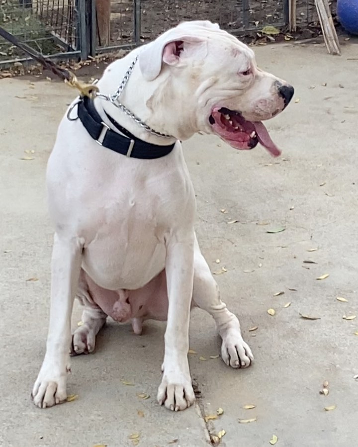 Pupdates: we are sooo behind on our pupdates!  1. Eme from EV, now Blanco, went to a new trainer today. It’s the next step for him in preparation for a forever home. Blanco is a challenge because he is deaf but he has made great progress so we have hope that soon he will be ready. 2. Dozier is doing great!  He has such a great foster who introduced him to his first puppachino. 3. Duke is a senior sweetheart!  He was neutered on Monday and doing great. His labs came back normal so other than his arthritis he is doing great.  4. Buddy is a high maintenance sweetheart. He is recovering from his eye surgery and it’s nearly impossible to keep a cone on him. He was neutered on Monday so next step is training. He loves people and gives loads of kisses but he is like a bull in a China shop. He needs to learn basic commands and to calm down a bit.  His shoulder wound is healed. His eye was perfect w his first surgical follow up so thankfully he will have sight in one eye if all continues well in his recovery.