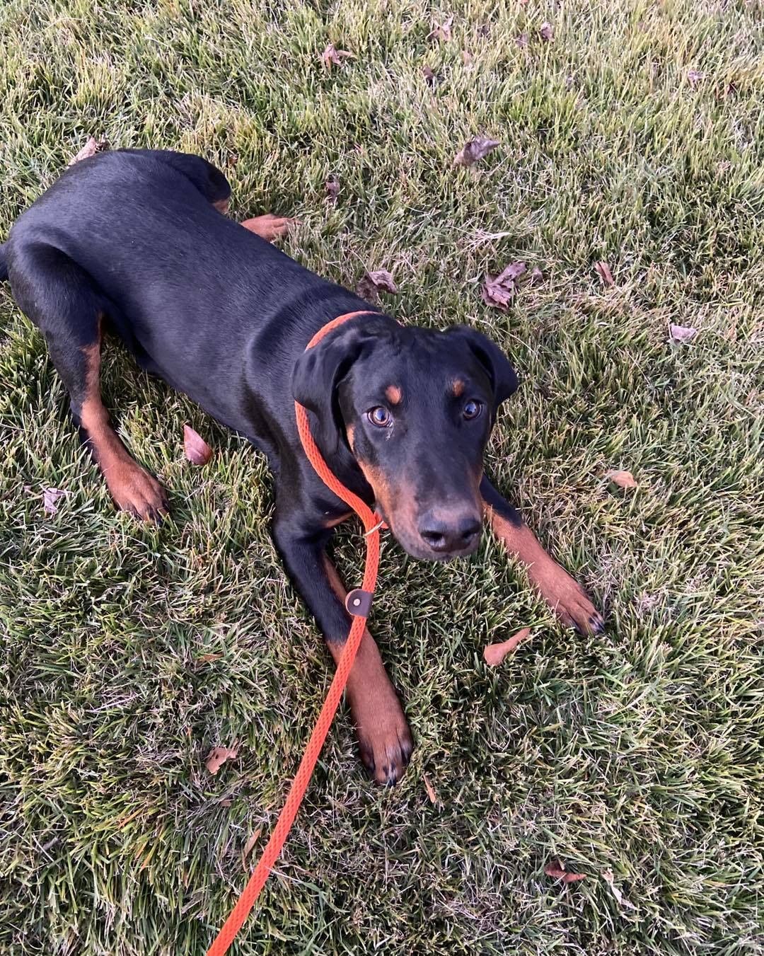 Dylan + Kal are ready to hit the road! 🚐 There’s only one problem: they don’t have homes yet. 😔 

These handsome brothers are about 8 months old, 50lbs, and resemble Doberman mixes. 🧬 Each pup is looking for a home of their own that can help them continue their house + crate training as well as leash walking. 🐕‍🦺 Their ideal homes will have people around to give them lots of love and attention and could have other dogs, savvy cats, or kids 5+. ✅ 

Their foster says, 💬 “Kal and Dylan would be great in homes that can give them a lot of attention. They want to be with you and close to you. They are goofy when they play and will run after toys but don’t fetch. Both pups are very happy dogs and enjoy playing together. Dylan and Kal are sweet big puppies who jump to greet you but when they aren’t with other dogs, lack confidence. They run and wrestle most of the day- when not sleeping on their blanket of course.”

If you think one of these dashing Dobie mixes could be the pup for you, apply now! 📲 www.browndogcoalition.com

<a target='_blank' href='https://www.instagram.com/explore/tags/dobiemix/'>#dobiemix</a> <a target='_blank' href='https://www.instagram.com/explore/tags/adoptabledogsofinstagram/'>#adoptabledogsofinstagram</a> <a target='_blank' href='https://www.instagram.com/explore/tags/dogsofmassachusetts/'>#dogsofmassachusetts</a> <a target='_blank' href='https://www.instagram.com/explore/tags/browndog/'>#browndog</a>