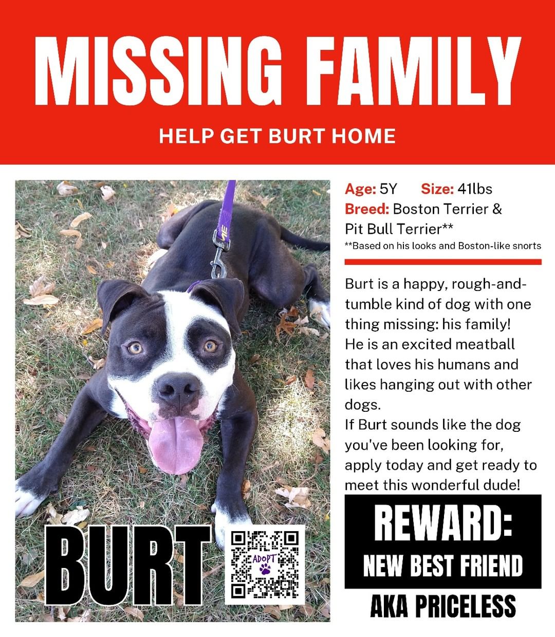 Help! Burt's family is missing! 🚨

We can't believe this awesome, excited meatball is still looking for a home! Burt is currently enjoying his time at doggy care making new friends, but what he would love more than anything is a home.

Share this post to help him find his family!

Can't make a lifelong commitment? Burt needs a foster home. If you're interested, comment below!