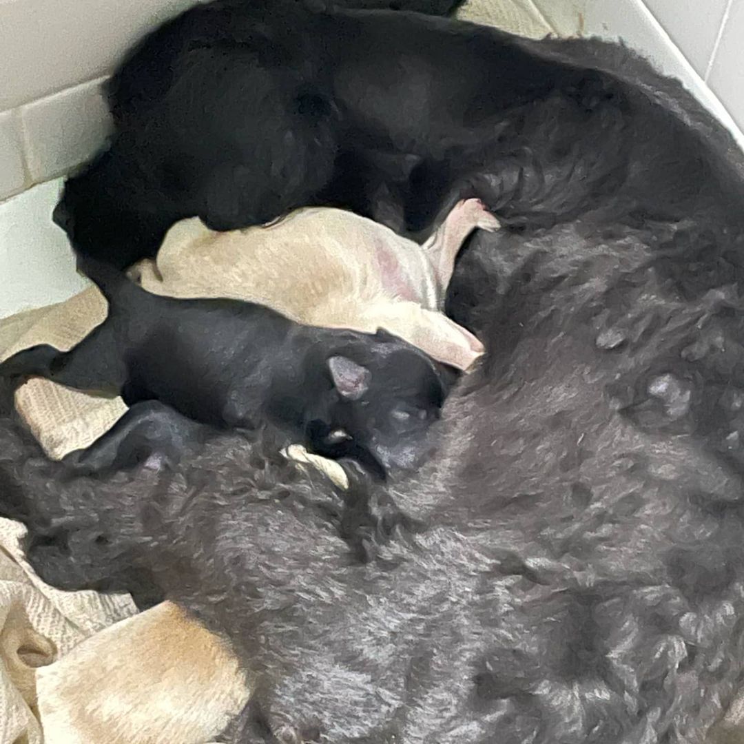 Five puppies were born! They look healthy and momma is doing very well. She's nursing them and they all seem to be latching on and eating perfectly. Meet Java and her puppies: Espresso, Macchiato, Americano, Frappuccino, and Cappuccino! <a target='_blank' href='https://www.instagram.com/explore/tags/poochmatch/'>#poochmatch</a>