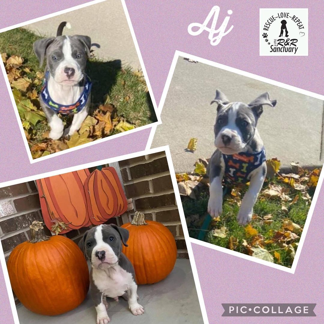 The love for our Backstreet Boys is increasing!! Are you interested in AJ or his band mates? DM for details or use the link in our bio to submit an adoption application.