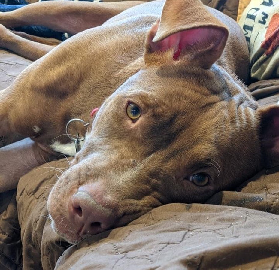 Meet Keegan!  This small, sweet red pittie came to us all the way from Alabama and is ready to find his furever home here in WNY! 
 
A little bit about me – I am around 40lbs of energy, love and kisses. I am still a puppy (approx 6-7mo) so please be prepared, I will pick up and try to eat things that I shouldn’t, it’s just what puppies do!  I am crate trained when my people leave the house or go to bed and if I do get upset, I can be easily distracted with a Kong toy filled with peanut butter!  Being a puppy, I still need to be watched closely and be let out to go potty every hour or so.  I am a pretty strong boy and sometimes I can get a little excited on leash, but for the most part I just want to sniff everything and explore! 
Here’s the best part!  I LOVE being a little brother!!! I currently live with 2 other dogs and I LOVE to play with them!  Because I have so much energy, if there is an older dog in the house it might not be a love match, but I have only tried to love, love, love my furry siblings since meeting them.  I also have 3 small humans aged 7, 5 and 3 that I love to smother with kisses and cuddles!  Being a very energetic guy, sometimes I forget and jump on them, but only to play with them, never to hurt them.  I haven’t been introduced to kitties yet, so I don’t know if I will like them or not.  There are some feathered friends outside of our fence that I am very interested in, but when mom calls me back, I listen, so I would need to be watched carefully around them! 

If your family is looking for a compact little guy who wants nothing more than to follow you around, smother you in kisses and cuddle you on the couch, please consider Keegan!  He is up to date on all his vaccinations, neutered, micro-chipped and ready to love you forever!https://queencitypitties.com/adoption-application/