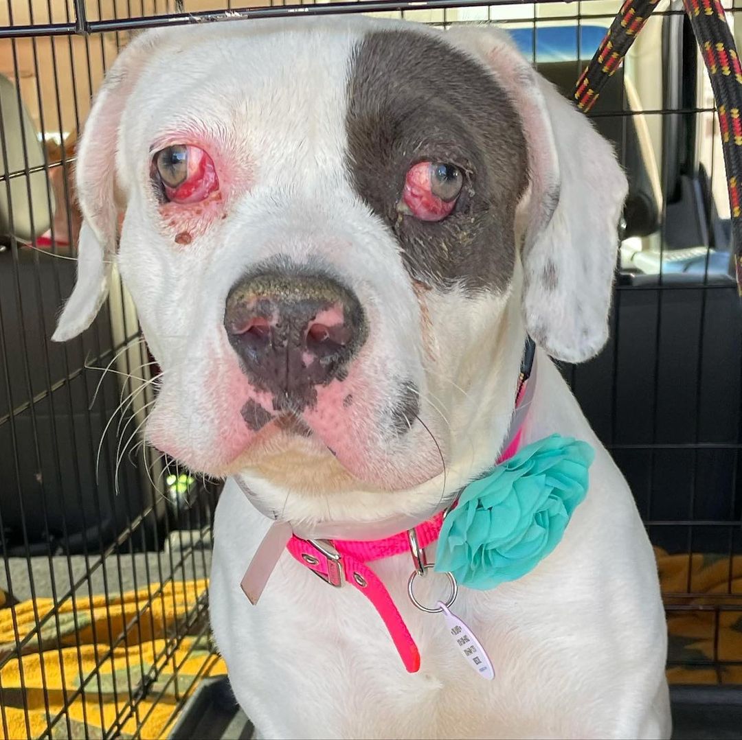 Before and just 5 days later! Do you guys think she looks better? The vet said her eyes will look even better in another few weeks. We’re so glad to get her out of her prior owners hands.

I cannot take it. 💕 She is so squishy and delicious. We learned that she will not need a second eye surgery so this means FIONA is absolutely completely ready for her forever home. She’s about 6 months old and looks like an American Bulldog/Boxer mix. She of course may have Pittie in her too which is the best breed ever of course :-)

Fiona was dumped at a high kill shelter because her owners didn’t want to deal with her medical issues. They were even contacted after her surgery to see if they’d like to come pick her up and they said no. Good riddance. They don’t deserve her and she is pure innocence. The sweetest, most well-rounded little girl and I am going to find her safety, warmth and love. A home where she is valued ❤️

Beyond grateful for my repeat Foster @freediculous Who takes the cutest videos and best photos. We really want to get this into a home for the holidays so she can wear her holiday jammies :-)

Today’s $5 Friday and we are so behind on fundraising. We’ve got a lot of random bills right now, from follow up vet visits, to medications, to crates, dog supplies, flea meds, leashes and we have about 10 puppies coming due to get spayed and neutered. If you can bypass that Starbucks coffee for one day, our donation links are in the bio.

Because of your donations, I am able to save dogs like Fiona.

to fill out an application for Fiona, head over to the website, link in bio. Please spread the word on this gorgeous family dog.

<a target='_blank' href='https://www.instagram.com/explore/tags/FrankieLolaAndFriends/'>#FrankieLolaAndFriends</a>