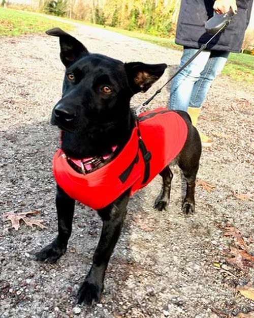 Hello ❤️ I’m Danny. I’m a lady in red… look how fashionable I am!! I should be on the cover of Dogue. I’m ready for someone to adopt me and call me their own. Please add me to your family! ❤️