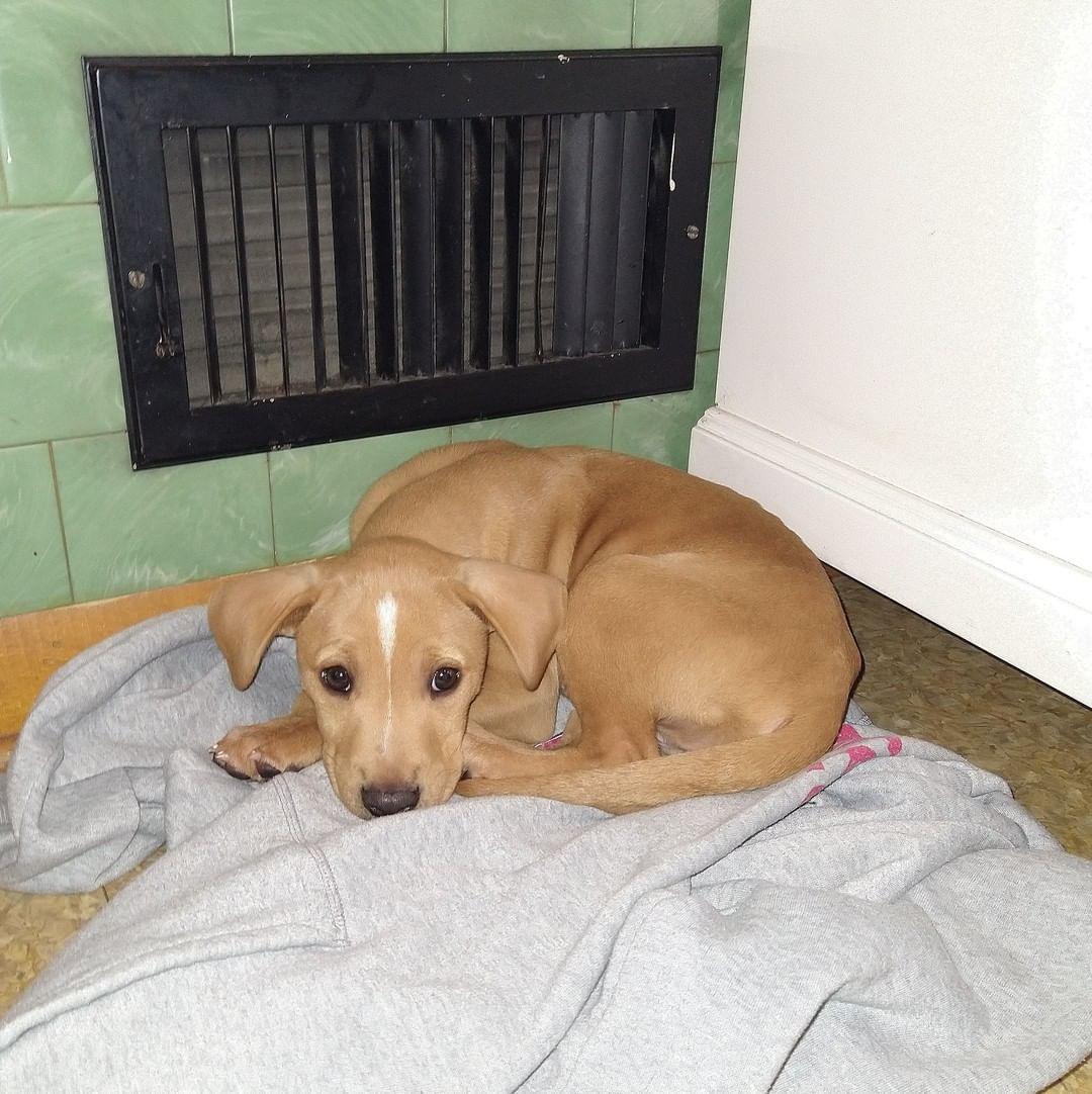 What does Bernice recommend if you're feeling a little chilly today? Find a vent and curl up! 

This cuddly puppy is looking for a foster home. Find out how you can involved and help save dogs like her by jumping on our Meet Our Mutts stream tonight at 830pm on Facebook and YouTube. Let us know if you'll be there or watch the recording later in the comments below!
