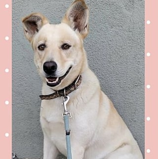 MEET ABBEY! 🐶 Abbey is an adorable shepherd/lab mix. She is around 4 years old and weighs 40 pounds. She has a very loving, warm personality and is sociable with people and other dogs. She has a smile on a throughout the day and would love to brighten yours! Located Southern California. Read more about Abbey on our website, poochmatch.com. <a target='_blank' href='https://www.instagram.com/explore/tags/adopt/'>#adopt</a> <a target='_blank' href='https://www.instagram.com/explore/tags/adoptme/'>#adoptme</a> <a target='_blank' href='https://www.instagram.com/explore/tags/adoptable/'>#adoptable</a> <a target='_blank' href='https://www.instagram.com/explore/tags/adoptabledog/'>#adoptabledog</a> <a target='_blank' href='https://www.instagram.com/explore/tags/dog/'>#dog</a> <a target='_blank' href='https://www.instagram.com/explore/tags/rescue/'>#rescue</a> <a target='_blank' href='https://www.instagram.com/explore/tags/rescueme/'>#rescueme</a> <a target='_blank' href='https://www.instagram.com/explore/tags/rescuedog/'>#rescuedog</a> <a target='_blank' href='https://www.instagram.com/explore/tags/rescuedogsofinstagram/'>#rescuedogsofinstagram</a> <a target='_blank' href='https://www.instagram.com/explore/tags/rescueisthebestbreed/'>#rescueisthebestbreed</a> <a target='_blank' href='https://www.instagram.com/explore/tags/rescueismyfavoritebreed/'>#rescueismyfavoritebreed</a> <a target='_blank' href='https://www.instagram.com/explore/tags/adoptdontshop/'>#adoptdontshop</a> <a target='_blank' href='https://www.instagram.com/explore/tags/availableforadoption/'>#availableforadoption</a> <a target='_blank' href='https://www.instagram.com/explore/tags/lab/'>#lab</a> <a target='_blank' href='https://www.instagram.com/explore/tags/labrador/'>#labrador</a> <a target='_blank' href='https://www.instagram.com/explore/tags/labradorretriever/'>#labradorretriever</a> <a target='_blank' href='https://www.instagram.com/explore/tags/labretriever/'>#labretriever</a> <a target='_blank' href='https://www.instagram.com/explore/tags/labmix/'>#labmix</a> <a target='_blank' href='https://www.instagram.com/explore/tags/labradormix/'>#labradormix</a> <a target='_blank' href='https://www.instagram.com/explore/tags/labradorretrievermix/'>#labradorretrievermix</a> <a target='_blank' href='https://www.instagram.com/explore/tags/labretrievermix/'>#labretrievermix</a> <a target='_blank' href='https://www.instagram.com/explore/tags/shepherd/'>#shepherd</a> <a target='_blank' href='https://www.instagram.com/explore/tags/shepherdmix/'>#shepherdmix</a> <a target='_blank' href='https://www.instagram.com/explore/tags/shepherdsofinstagram/'>#shepherdsofinstagram</a> <a target='_blank' href='https://www.instagram.com/explore/tags/shepherds/'>#shepherds</a> <a target='_blank' href='https://www.instagram.com/explore/tags/woof/'>#woof</a> <a target='_blank' href='https://www.instagram.com/explore/tags/cute/'>#cute</a> <a target='_blank' href='https://www.instagram.com/explore/tags/orangecounty/'>#orangecounty</a> <a target='_blank' href='https://www.instagram.com/explore/tags/poochmatch/'>#poochmatch</a> <a target='_blank' href='https://www.instagram.com/explore/tags/poochmatchrescue/'>#poochmatchrescue</a>