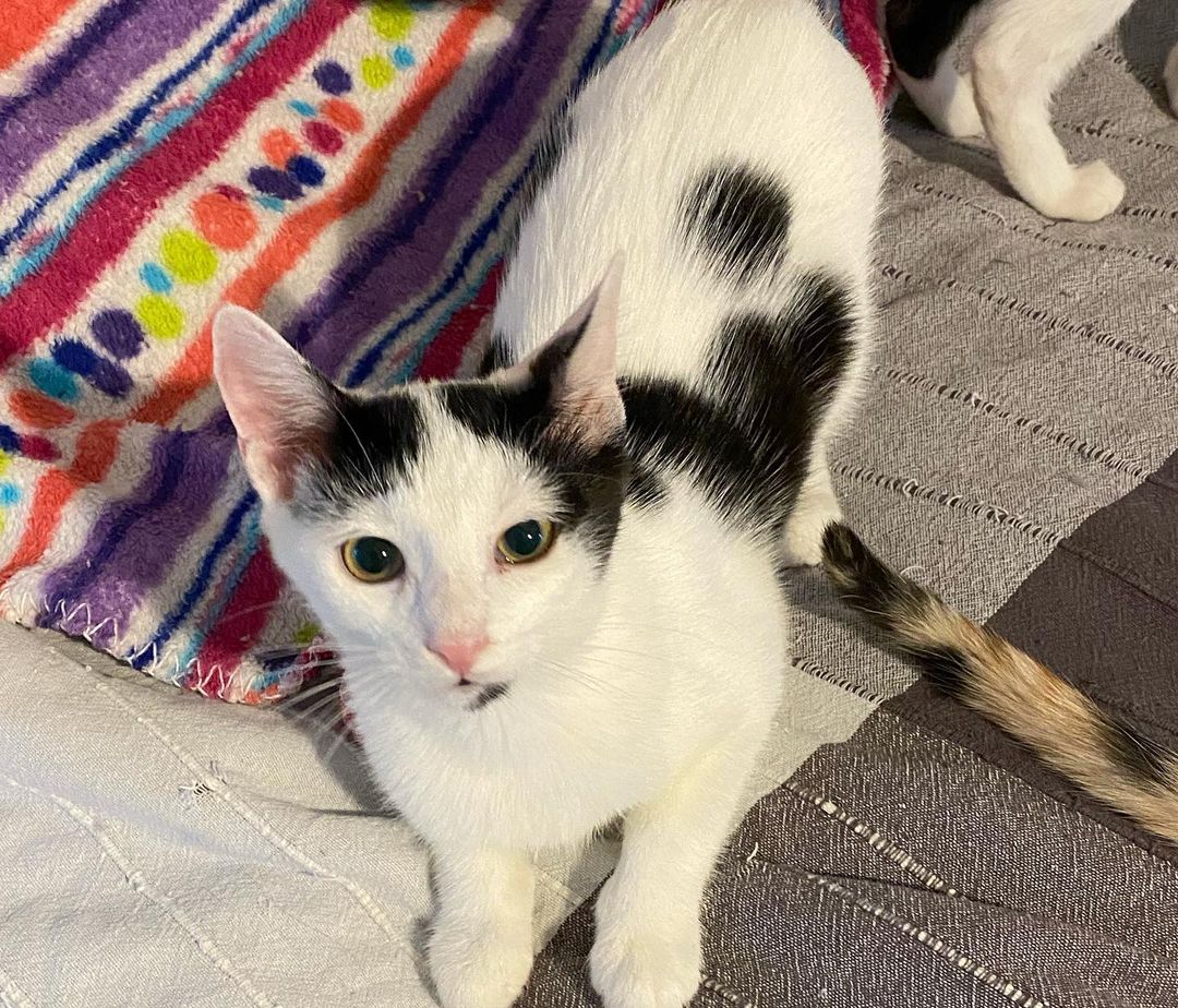 Happy Friday from some of mama Nori’s babies: GIUSEPPE, ROWINA and DARIA. They’ll be ready for adoption in a few weeks. They are sweet and fun kids! About 4 months old. 

omalleyalleycatrescue.com