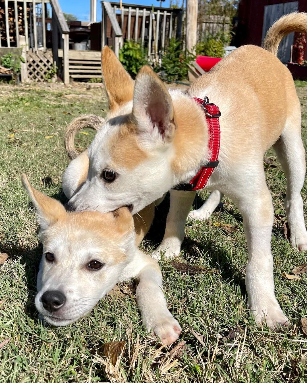 The sweet little parvo survivors have a clean bill of health and are ready for their forever homes! Are you ready for some puppy energy in your life? Apply today by clicking the link in our bio! Ask for Rosa, Charles, Jake and Ray! 

<a target='_blank' href='https://www.instagram.com/explore/tags/adoptdontshop/'>#adoptdontshop</a> <a target='_blank' href='https://www.instagram.com/explore/tags/adoptables/'>#adoptables</a> <a target='_blank' href='https://www.instagram.com/explore/tags/availablepuppies/'>#availablepuppies</a> <a target='_blank' href='https://www.instagram.com/explore/tags/huskypuppies/'>#huskypuppies</a> <a target='_blank' href='https://www.instagram.com/explore/tags/parvosurvivor/'>#parvosurvivor</a> <a target='_blank' href='https://www.instagram.com/explore/tags/brooklyn99/'>#brooklyn99</a>