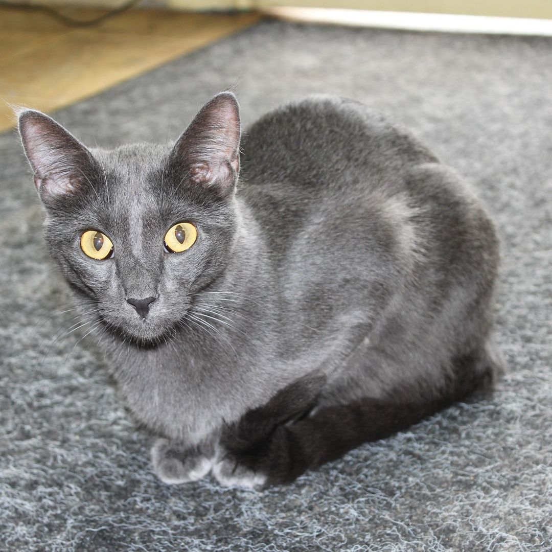 🐾Cat of the day!🐾
This is Albus! He is friendly but a little camera shy, his fur is so beautiful!

💥Save the Date!💥
Students at Iowa BIG are planning an adoption event on Sunday, November 28th from 12-4, there will be a bake sale, drinks, and a raffle for some awesome baskets!