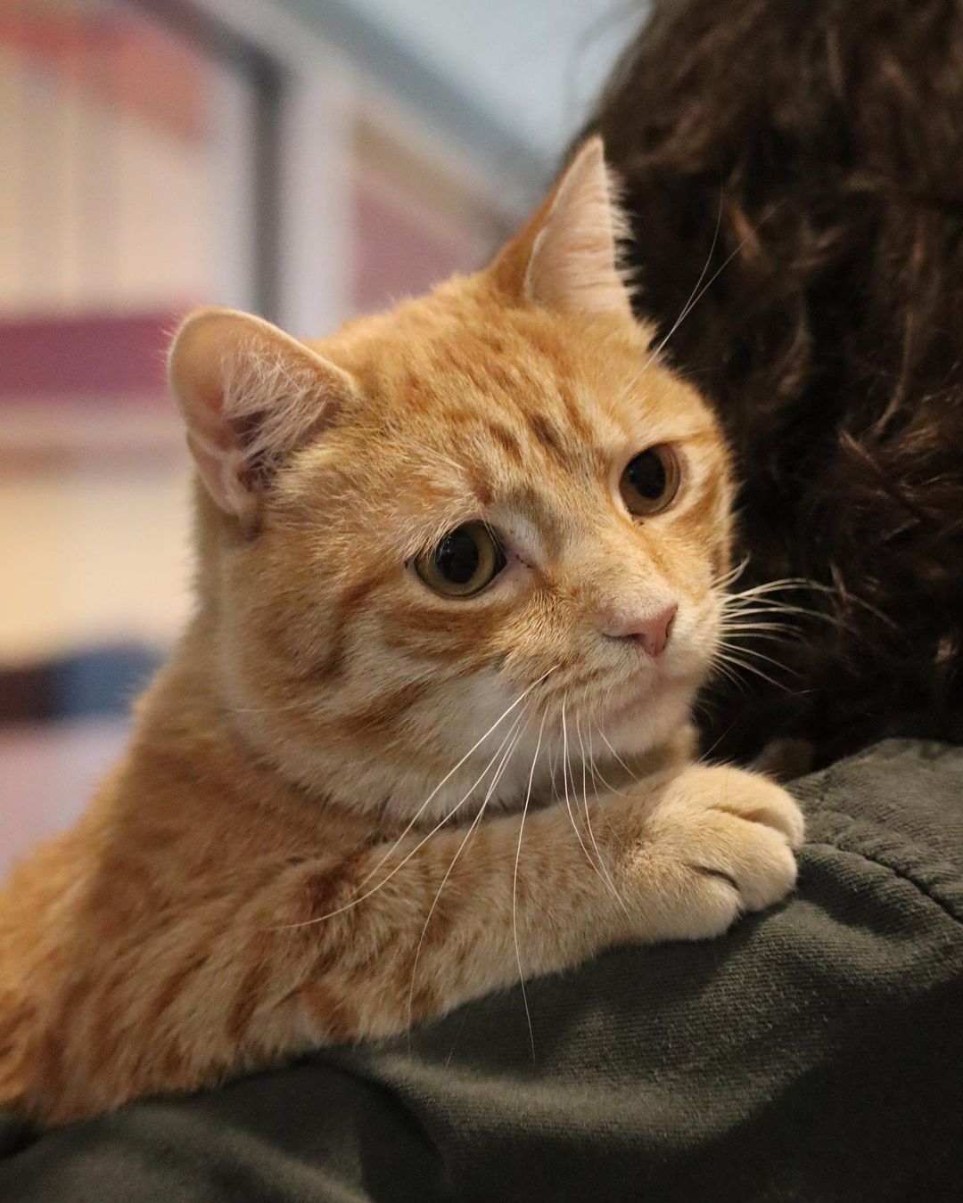 With the saddest eyes, the orangest fur, and cuddliest beans: it’s BOB! 🐯

Someone get this puss some boots and call Dream Works to have Bob star in the live adaptation of Shrek, because he’s seriously the real-life Puss and Boots!

This funny little man is quick witted, fast on his feet, and smooth with the ladies. Bob has FIV, but don’t let that turn you away! Bob still has plenty of life to live as long as he is an only cat or can live with other FIV+ cats. 

Stop by his cat condo in Pet Helpers’ Rainbow Row from 12-6 this week to meet Bob: the real Puss in Boots 🐯👢🗡

.
.
.
.
.
<a target='_blank' href='https://www.instagram.com/explore/tags/pussinboots/'>#pussinboots</a> <a target='_blank' href='https://www.instagram.com/explore/tags/shrek/'>#shrek</a> <a target='_blank' href='https://www.instagram.com/explore/tags/shrek2/'>#shrek2</a> 
<a target='_blank' href='https://www.instagram.com/explore/tags/shrekislove/'>#shrekislove</a> <a target='_blank' href='https://www.instagram.com/explore/tags/shrekmemes/'>#shrekmemes</a> <a target='_blank' href='https://www.instagram.com/explore/tags/adopt/'>#adopt</a> <a target='_blank' href='https://www.instagram.com/explore/tags/gingercat/'>#gingercat</a> <a target='_blank' href='https://www.instagram.com/explore/tags/fiv/'>#fiv</a> <a target='_blank' href='https://www.instagram.com/explore/tags/fivcatsofinstagram/'>#fivcatsofinstagram</a> <a target='_blank' href='https://www.instagram.com/explore/tags/catstagram/'>#catstagram</a> <a target='_blank' href='https://www.instagram.com/explore/tags/catsofinstagram/'>#catsofinstagram</a> <a target='_blank' href='https://www.instagram.com/explore/tags/sheltercat/'>#sheltercat</a> <a target='_blank' href='https://www.instagram.com/explore/tags/adoptdontshop/'>#adoptdontshop</a> <a target='_blank' href='https://www.instagram.com/explore/tags/charleston/'>#charleston</a> <a target='_blank' href='https://www.instagram.com/explore/tags/rainbowrow/'>#rainbowrow</a> <a target='_blank' href='https://www.instagram.com/explore/tags/lowcountry/'>#lowcountry</a> <a target='_blank' href='https://www.instagram.com/explore/tags/rescue/'>#rescue</a> <a target='_blank' href='https://www.instagram.com/explore/tags/rescuecat/'>#rescuecat</a> <a target='_blank' href='https://www.instagram.com/explore/tags/rescuecatsofinstagram/'>#rescuecatsofinstagram</a> <a target='_blank' href='https://www.instagram.com/explore/tags/adoptme/'>#adoptme</a> <a target='_blank' href='https://www.instagram.com/explore/tags/pethelpers/'>#pethelpers</a> <a target='_blank' href='https://www.instagram.com/explore/tags/adoptable/'>#adoptable</a>