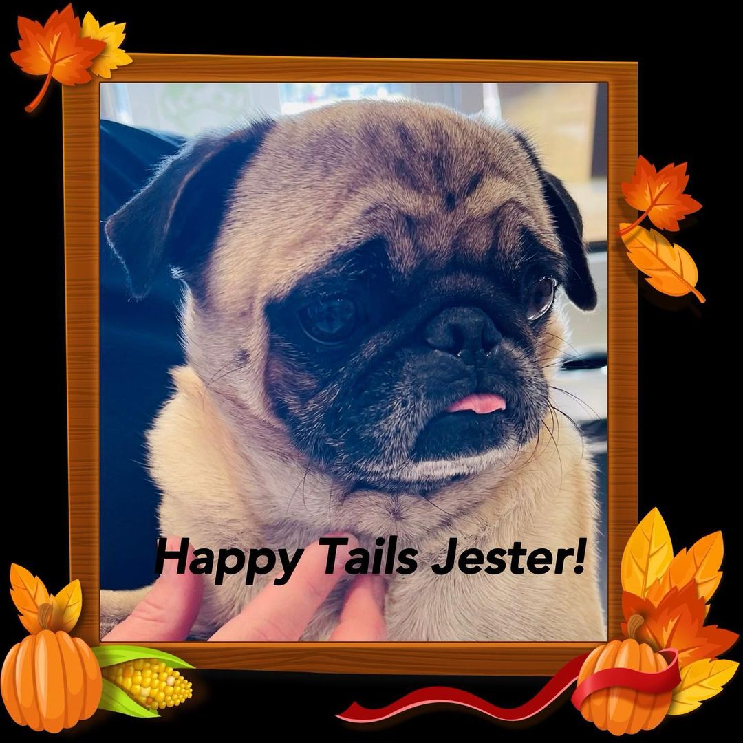 Happy Tails, Jester! 🐾💙 He came into our rescue in October and has finally found his furever family!  <a target='_blank' href='https://www.instagram.com/explore/tags/RehomewithRescue/'>#RehomewithRescue</a>