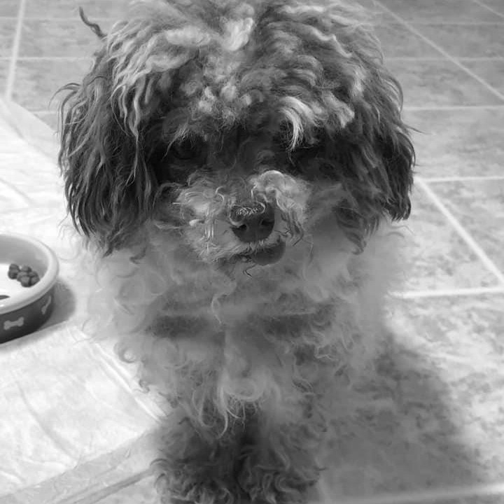 Swipe to see what rescue can do for a breeder release…

This is Mack’s story from his foster mom turned forever family:
“I was managing intake when Mack arrived at 2 am on a cold night in March...He arrived in shockingly poor condition. Matted to the bone, he only had 4 teeth left and one even fell out in the exam room. His entire bottom jaw had disintegrated from infection. It took 3 rounds of treatment to heal his severe ear infections. He lost one of his eyes to infection as well. At 7.5 years old, his body showed the toll his past life had taken on him. 

I was the first person Mack saw when he was unloaded from the van and it was like he imprinted on me at that moment...There’s something about a dog feeling safe in your arms that gives you fulfillment. In the last year and a half, he has made progress in his socialization and seeks out attention from my husband from time to time, but he will never be a normal dog. He has never played with a toy and needs special food. His walk has been affected from a previous back injury and he doesn’t “show well” to strangers. But now he also knows a full belly, a warm bed, a clean/well groomed coat, the feeling of grass under his feet and sun on his back, and the unconditional love of his momma... I wanted this tiny little dog to finally know peace and love.”

You’re perfect just the way you are, Mack. For those looking to donate today, please consider helping us and many other animals this <a target='_blank' href='https://www.instagram.com/explore/tags/GTMD/'>#GTMD</a>. The link is in our bio. 

<a target='_blank' href='https://www.instagram.com/explore/tags/saved/'>#saved</a> <a target='_blank' href='https://www.instagram.com/explore/tags/thursday/'>#thursday</a> <a target='_blank' href='https://www.instagram.com/explore/tags/safe/'>#safe</a> <a target='_blank' href='https://www.instagram.com/explore/tags/loved/'>#loved</a> <a target='_blank' href='https://www.instagram.com/explore/tags/perfect/'>#perfect</a> <a target='_blank' href='https://www.instagram.com/explore/tags/perfect/'>#perfect</a> <a target='_blank' href='https://www.instagram.com/explore/tags/socute/'>#socute</a> <a target='_blank' href='https://www.instagram.com/explore/tags/love/'>#love</a> <a target='_blank' href='https://www.instagram.com/explore/tags/dogsllife/'>#dogsllife</a> <a target='_blank' href='https://www.instagram.com/explore/tags/adorable/'>#adorable</a> <a target='_blank' href='https://www.instagram.com/explore/tags/rescuedog/'>#rescuedog</a> <a target='_blank' href='https://www.instagram.com/explore/tags/donate/'>#donate</a> <a target='_blank' href='https://www.instagram.com/explore/tags/gtmd21/'>#gtmd21</a> <a target='_blank' href='https://www.instagram.com/explore/tags/givetothemax/'>#givetothemax</a> <a target='_blank' href='https://www.instagram.com/explore/tags/donationsneeded/'>#donationsneeded</a> <a target='_blank' href='https://www.instagram.com/explore/tags/transformation/'>#transformation</a> <a target='_blank' href='https://www.instagram.com/explore/tags/safe/'>#safe</a>