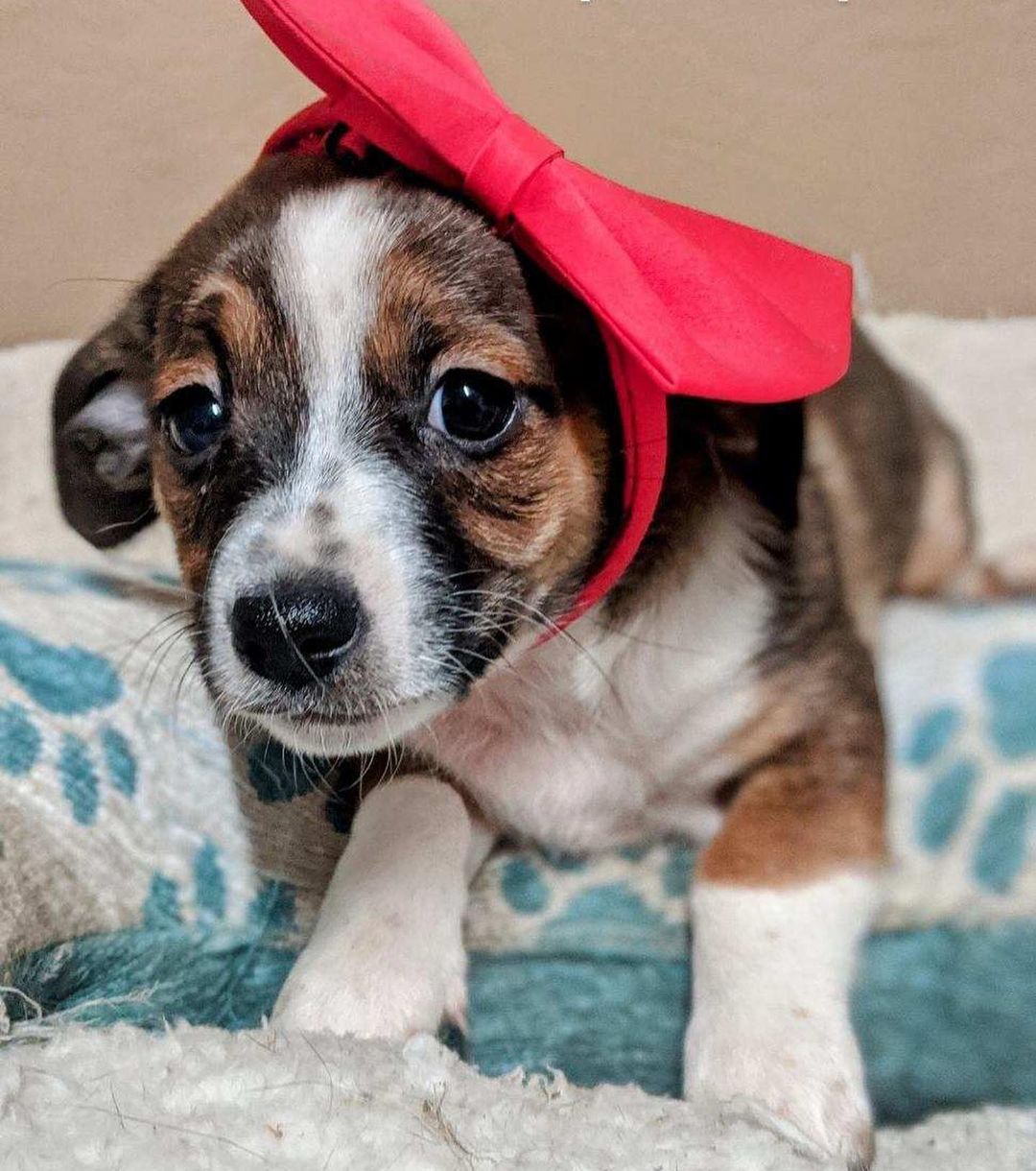 Hello everyone! Meet Pumpkin Spice. She is 6.5 weeks old and a cutie 🥰 She will be available for adoption soon. 

Forms can be found on our website.