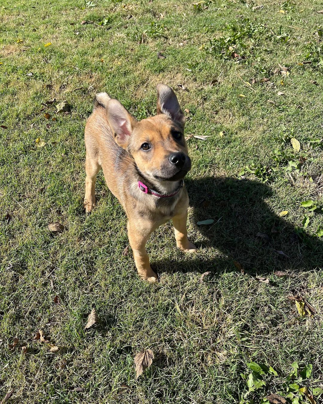 The sweet little parvo survivors have a clean bill of health and are ready for their forever homes! Are you ready for some puppy energy in your life? Apply today by clicking the link in our bio! Ask for Rosa, Charles, Jake and Ray! 

<a target='_blank' href='https://www.instagram.com/explore/tags/adoptdontshop/'>#adoptdontshop</a> <a target='_blank' href='https://www.instagram.com/explore/tags/adoptables/'>#adoptables</a> <a target='_blank' href='https://www.instagram.com/explore/tags/availablepuppies/'>#availablepuppies</a> <a target='_blank' href='https://www.instagram.com/explore/tags/huskypuppies/'>#huskypuppies</a> <a target='_blank' href='https://www.instagram.com/explore/tags/parvosurvivor/'>#parvosurvivor</a> <a target='_blank' href='https://www.instagram.com/explore/tags/brooklyn99/'>#brooklyn99</a>