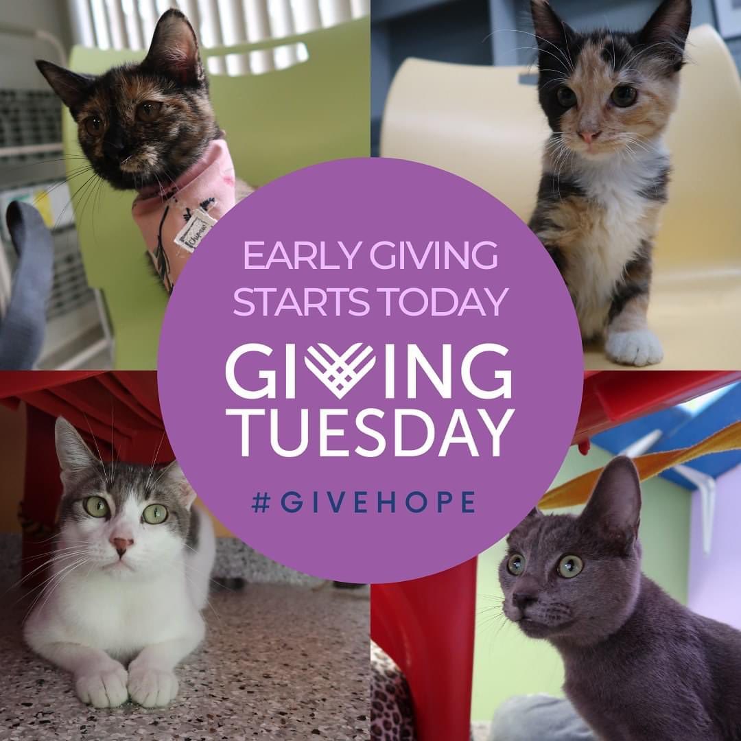 Early giving for <a target='_blank' href='https://www.instagram.com/explore/tags/GivingTuesday/'>#GivingTuesday</a> is open! Our goal is to raise $500 TODAY!

<a target='_blank' href='https://www.instagram.com/explore/tags/GivingTuesday/'>#GivingTuesday</a> donations will be matched up to $10K, so give now and DOUBLE YOUR IMPACT!

>>https://www.225gives.org/CatHaven<<

<a target='_blank' href='https://www.instagram.com/explore/tags/cathavenbr/'>#cathavenbr</a> <a target='_blank' href='https://www.instagram.com/explore/tags/batonrouge/'>#batonrouge</a> <a target='_blank' href='https://www.instagram.com/explore/tags/225gives/'>#225gives</a> <a target='_blank' href='https://www.instagram.com/explore/tags/govehope/'>#govehope</a> <a target='_blank' href='https://www.instagram.com/explore/tags/givingtuesday/'>#givingtuesday</a> <a target='_blank' href='https://www.instagram.com/explore/tags/earlygiving/'>#earlygiving</a>