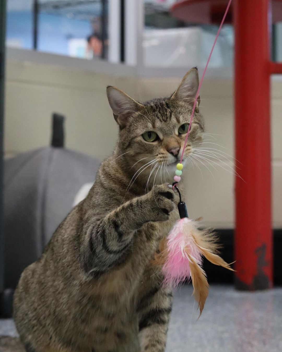 With cats like Monkey, sometimes the name fits a little too well 🙈

The name really says it all with this guy. He’s playful, goofy, mischievous, and loving just like any good monkey 🐒 

Stop by from 12-6 to meet everyone’s favorite cat tree crawler 🐵

🙈🙉🙊 pethelpers.org 🙈🙉🙊