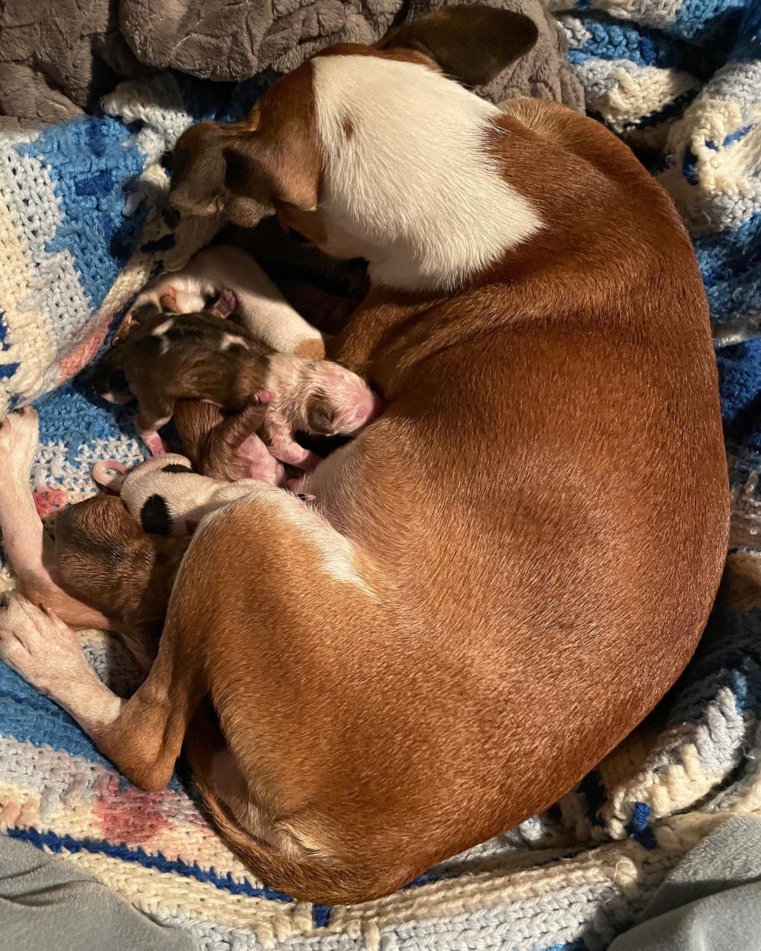 Hanna had all 5 of her puppies.  She is such a good mama. Her and her babies are doing great! They are so, so cute.  <a target='_blank' href='https://www.instagram.com/explore/tags/rescue/'>#rescue</a> <a target='_blank' href='https://www.instagram.com/explore/tags/newbornpuppies/'>#newbornpuppies</a> <a target='_blank' href='https://www.instagram.com/explore/tags/fosteringsaveslives/'>#fosteringsaveslives</a> <a target='_blank' href='https://www.instagram.com/explore/tags/mamadog/'>#mamadog</a> <a target='_blank' href='https://www.instagram.com/explore/tags/sandiegoadoptabledogs/'>#sandiegoadoptabledogs</a> <a target='_blank' href='https://www.instagram.com/explore/tags/kanesk9s/'>#kanesk9s</a>