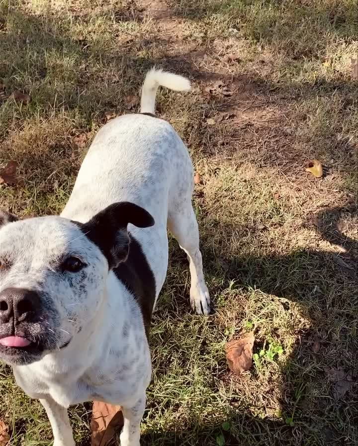 Happy birthday, Spot!! This charming guy came to us after being found lost and afraid. He’s grown into a handsome dog and is so ready fit a happy home! As you can see he wants pets and love more than anything 🐾❤️🎂