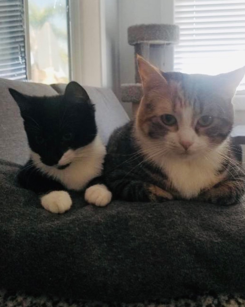 Hello- from River!
What a character! He has come a long way and is now ready fir his furrrver home. He came to his current foster super scared of every noise, now he loves to sit and watch rhe traffic go by. He loves balls and dumps the toy basket over and scatters the toys all over the room. He even occasionally comes and says Hi to the dogs! He loves his foster sister (seen in one of the pics) and is looking to be adopted into a home with another cat. Or maybe his sister, Aja? ❤️ He is combo tested negative, UTD on vax and soon to be neutered. He’s approx 3 months old. 
DM for an adoption questionnaire!
.
.
.
.
.
.
.
.
.
.
.
<a target='_blank' href='https://www.instagram.com/explore/tags/tuxedocat/'>#tuxedocat</a><a target='_blank' href='https://www.instagram.com/explore/tags/tuxies/'>#tuxies</a><a target='_blank' href='https://www.instagram.com/explore/tags/tuxedokitten/'>#tuxedokitten</a><a target='_blank' href='https://www.instagram.com/explore/tags/sheltercat/'>#sheltercat</a><a target='_blank' href='https://www.instagram.com/explore/tags/shelterkitten/'>#shelterkitten</a><a target='_blank' href='https://www.instagram.com/explore/tags/whiskersonfleek/'>#whiskersonfleek</a><a target='_blank' href='https://www.instagram.com/explore/tags/whitewhiskers/'>#whitewhiskers</a><a target='_blank' href='https://www.instagram.com/explore/tags/catlife/'>#catlife</a><a target='_blank' href='https://www.instagram.com/explore/tags/catfosters/'>#catfosters</a><a target='_blank' href='https://www.instagram.com/explore/tags/fosteringsaveslives/'>#fosteringsaveslives</a><a target='_blank' href='https://www.instagram.com/explore/tags/huffpostgram/'>#huffpostgram</a><a target='_blank' href='https://www.instagram.com/explore/tags/kittygram/'>#kittygram</a><a target='_blank' href='https://www.instagram.com/explore/tags/huntingtonbeach/'>#huntingtonbeach</a><a target='_blank' href='https://www.instagram.com/explore/tags/dailycat/'>#dailycat</a><a target='_blank' href='https://www.instagram.com/explore/tags/catpics/'>#catpics</a>