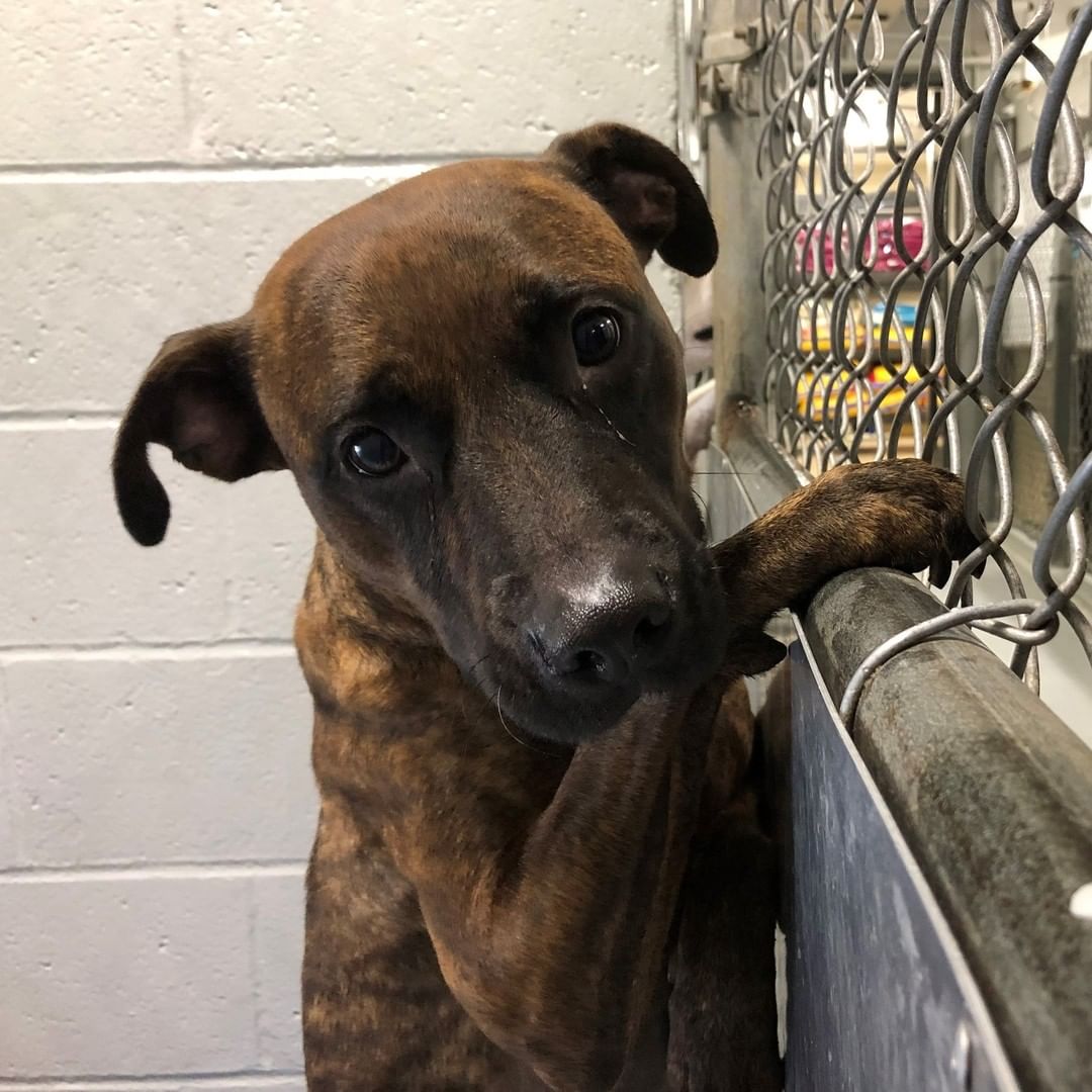 ‼️ FOUND DOG ‼️
This little lady was found on South Olden near Whitehorse-Mercerville Road a few days ago. She is microchipped, but 😭 it is NOT registered to a person. If this is your pet, or you recognize her, please contact the Hamilton Township Animal Shelter. 
📞 609-890-3550