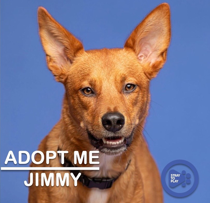 Want to add a second pup to your family?! 🐾

Look no further than Jimmy. This handsome fox is about 1.5 years old and he is definitely a dog’s dog! He always says hi to other dogs on his walks and he can’t get enough cuddles with his furry foster sister. He’s also cool with kitty friends. 🐱

🏠 His perfect home needs to have a doggy pal to show him the ropes and make him feel comfortable. Jimmy still has a bit of stranger danger when he first meets new people, but after a few visits he is able to relax. With his people, he’s able to show his sweet personality. Jimmy is fully house trained and is comfortable in his crate for short periods of time. He would benefit from being in a quieter area, but could do well in a busy area with a calm, confident handler. 

💕 Jimmy is a loving, playful and smart pup. He loves to cuddle and wants to be with his humans all the time. He is a great companion for someone who knows how to lead a nervous dog. His nervousness stems from not knowing enough about humans or new environments. Once he is familiar, he is a confident and brave pupper.

To find out more about Jimmy, or apply to adopt, click the link in our bio to visit our website. 

<a target='_blank' href='https://www.instagram.com/explore/tags/adoptapet/'>#adoptapet</a> <a target='_blank' href='https://www.instagram.com/explore/tags/opttoadopt/'>#opttoadopt</a> <a target='_blank' href='https://www.instagram.com/explore/tags/adoptdontshop/'>#adoptdontshop</a> <a target='_blank' href='https://www.instagram.com/explore/tags/straytoplay/'>#straytoplay</a> <a target='_blank' href='https://www.instagram.com/explore/tags/rescuedog/'>#rescuedog</a> <a target='_blank' href='https://www.instagram.com/explore/tags/torontodogs/'>#torontodogs</a> <a target='_blank' href='https://www.instagram.com/explore/tags/ontariorescuedogs/'>#ontariorescuedogs</a> <a target='_blank' href='https://www.instagram.com/explore/tags/foreverhomeneeded/'>#foreverhomeneeded</a> <a target='_blank' href='https://www.instagram.com/explore/tags/torontodogsforadoption/'>#torontodogsforadoption</a>