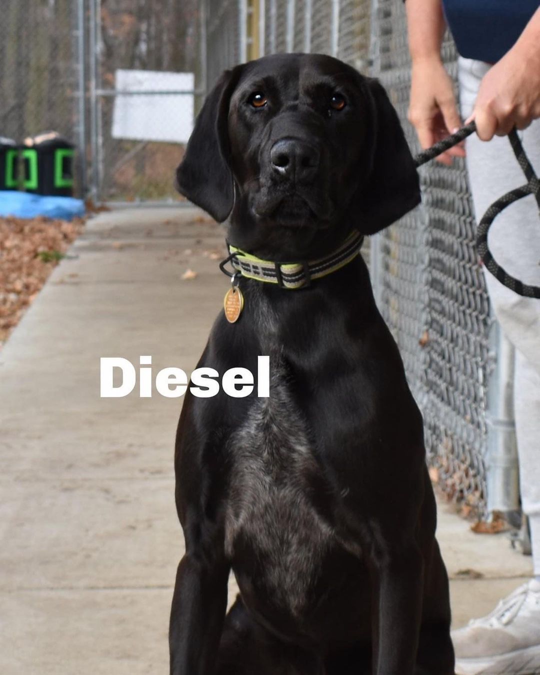 Hi my name is Diesel. I am an 1 year old hound mix. I am a very social, playful boy. I love treats. I am a big love bug. If interested in adopting go to our website www.deltaanimal.org and fill out an application.
