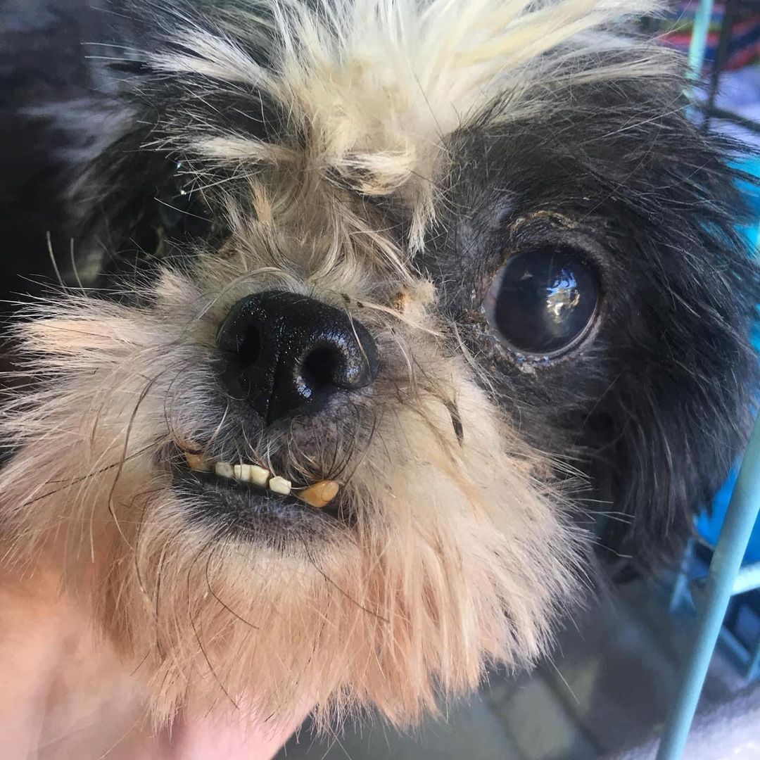 Birdie Kissy (before /after) 
She’s ready for adoption 💗
Female Shih Tzu mid age 
7-8lbs 
Sweetest baby ever!
Located Dallas, TX area 
CAMO is a 501c3 small breed dog rescue. 

Deductible donations can be made by Paypal to CamoRescue@outlook.com

Or the link is-

http://www.paypal.me/Camorescue

Mail to-
CAMO Rescue
PO Box 921
Pinehurst TX
77362-0921

EIN # 46-5486022  Follow us on facebook- Www.facebook.com/camorescue 

Our website to see available pets and apply to adopt is www.camorescue.com