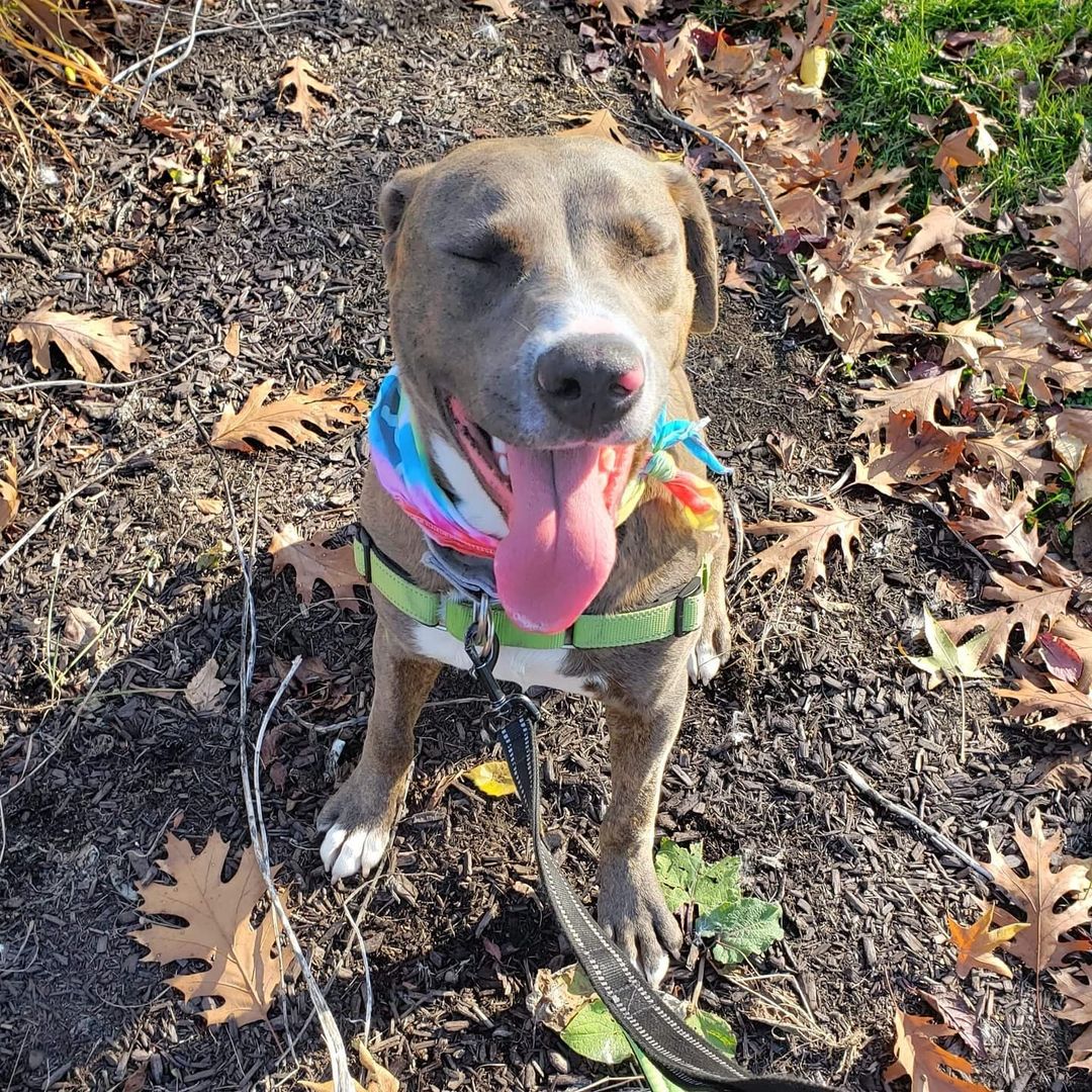 These pictures may look like part of an ordinary day for adoptable pups Athena (tie-dye bandana) and Bandit (blue bandana), however they're anything but! Thanks to some dedicated and patient foster field trip volunteers, Athena and Bandit went for their first car rides yesterday. 

Like with many first-time experiences, there was some fear and apprehension to overcome, but as you can see, both dogs decided it was totally worth it! 

Thanks to our short- and long-term foster care volunteers for the incredible work they do socializing, training, and helping dogs like Bandit and Athena learn real-world skills (like riding in a car)! 

If you're interested in learning more about Bandit, Athena, or any other adoptable animals, please email adoption@popememorialcvhs.org

If you'd like to learn more about getting involved with foster care at PMHS, please email cfugatt@popememorialcvhs.org

<a target='_blank' href='https://www.instagram.com/explore/tags/fosterfriday/'>#fosterfriday</a> <a target='_blank' href='https://www.instagram.com/explore/tags/dogsofinstagram/'>#dogsofinstagram</a> <a target='_blank' href='https://www.instagram.com/explore/tags/puppiesofinstagram/'>#puppiesofinstagram</a> <a target='_blank' href='https://www.instagram.com/explore/tags/fieldtrip/'>#fieldtrip</a> <a target='_blank' href='https://www.instagram.com/explore/tags/animalshelter/'>#animalshelter</a> <a target='_blank' href='https://www.instagram.com/explore/tags/adoptabledogsofinstagram/'>#adoptabledogsofinstagram</a>