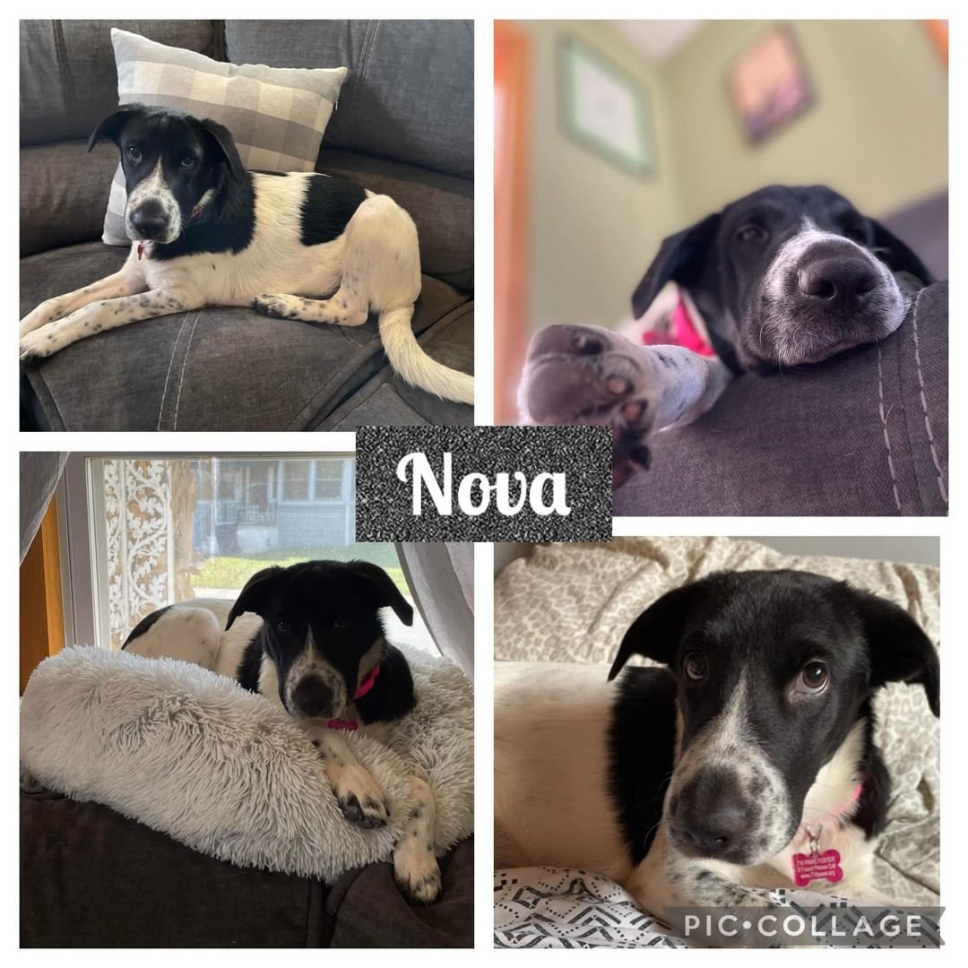 Nova 
Age: 5 months
Breed (Best Guess): Collie mix 
Sex: Female 

Hiya, I’m Nova AKA Nova Bear. My foster parents say I’m sunshine mixed with a little hurricane. I’m a typical puppy when it comes to playtime, I love to play tug-of-war, chew on chew toys, and play with my fur brothers. I would do best in a home with another dog that matches my energy level or a home with a fenced yard. I love to be outside and walk well on a leash, I’m working on my commands and know sit very well. I will go to the door to let you know I have to go outside to potty.  I am crate trained, but I prefer to be around my humans more than in my crate.  My favorite place to be is with my humans, but I’m unsure of the little ones and cats as my foster family doesn’t have any. 

If you think I’m the girl for you, please apply for me at https://www.716paws.org/adopt or message the rescue to meet me if you’re already pre-approved. 

Sincerely, 
Nova 🐾