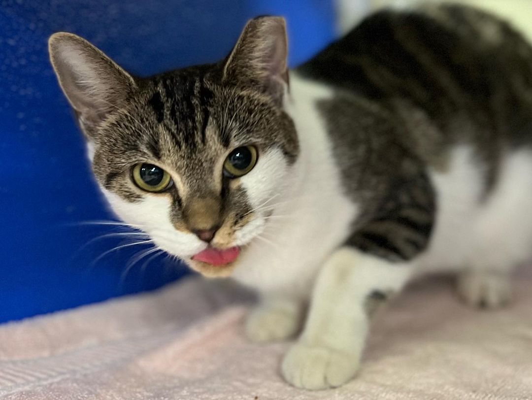 😛 ADOPTABLE CAT: JASMINE! 😛 Jasmine knows she’s as cute as a tasty snack. This young girl is social, spayed, and a ball to be around. You can normally find Jasmine hopping up and down her condo levels or rolling around playing with a toy. Jasmine would love a home that she can do her daily exercise activities and spoil her with lots of enrichment. Once the energy is out she is quite snuggly! Interested in meeting Jasmine? We are open tomorrow from 2-4:30pm and 12-4:30pm this Saturday & Sunday!

<a target='_blank' href='https://www.instagram.com/explore/tags/adoptnacc/'>#adoptnacc</a> <a target='_blank' href='https://www.instagram.com/explore/tags/fosternacc/'>#fosternacc</a> 
☎️ 757-441-5505
📧 nacc@norfolk.gov
📍 5585 Sabre Road Norfolk, Virginia 23502