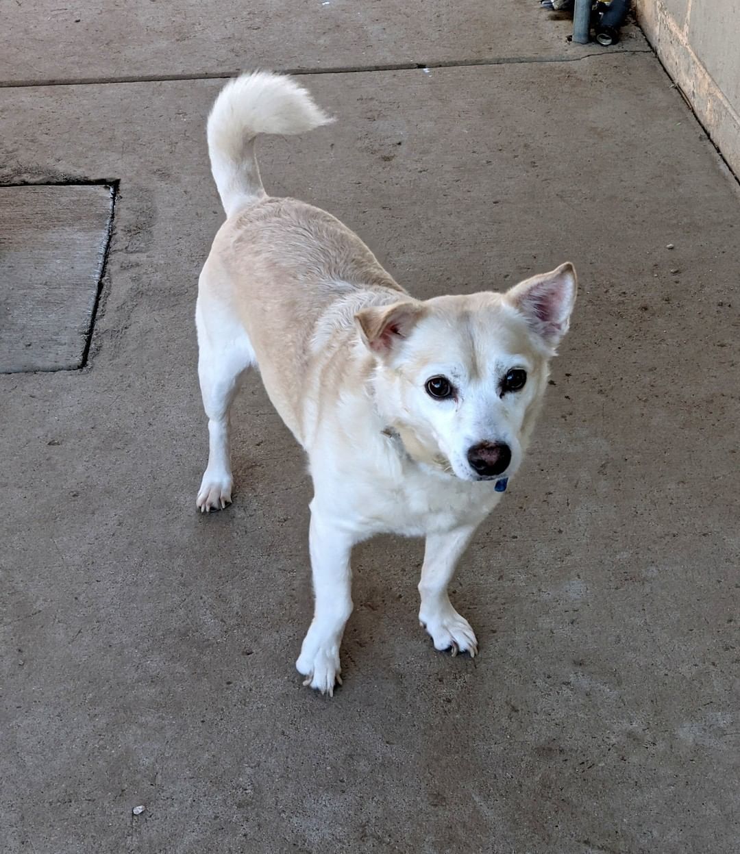 Meet Radar!!🐶 This senior loving boy is ready for his retirement. We love Mr. Radar, and we think he returns our affection. Radar is a wonderful senior companion who has some life in his step and some perk in his attitude. He would love to spend his years with a devoted comparable senior companion.  Preferably one that does not want to talk about their respective ages.
.
.
.
 <a target='_blank' href='https://www.instagram.com/explore/tags/retirementliving/'>#retirementliving</a> <a target='_blank' href='https://www.instagram.com/explore/tags/seniordogs/'>#seniordogs</a>