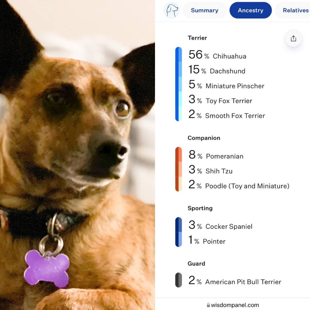 And the prize for most breeds we've seen in a dog's DNA test results goes to our furend Jaxson! His mom sent this today.
💞🐕💞🐕
.
<a target='_blank' href='https://www.instagram.com/explore/tags/poidog/'>#poidog</a> <a target='_blank' href='https://www.instagram.com/explore/tags/rescuedogsofinstagram/'>#rescuedogsofinstagram</a> <a target='_blank' href='https://www.instagram.com/explore/tags/adoptionisthebestoption/'>#adoptionisthebestoption</a> <a target='_blank' href='https://www.instagram.com/explore/tags/dna/'>#dna</a> <a target='_blank' href='https://www.instagram.com/explore/tags/wisdompanel/'>#wisdompanel</a> <a target='_blank' href='https://www.instagram.com/explore/tags/dog/'>#dog</a> <a target='_blank' href='https://www.instagram.com/explore/tags/results/'>#results</a> <a target='_blank' href='https://www.instagram.com/explore/tags/rescuedismyfavoritebreed/'>#rescuedismyfavoritebreed</a> <a target='_blank' href='https://www.instagram.com/explore/tags/animallover/'>#animallover</a> <a target='_blank' href='https://www.instagram.com/explore/tags/amazing/'>#amazing</a> <a target='_blank' href='https://www.instagram.com/explore/tags/dogsofpnw/'>#dogsofpnw</a>