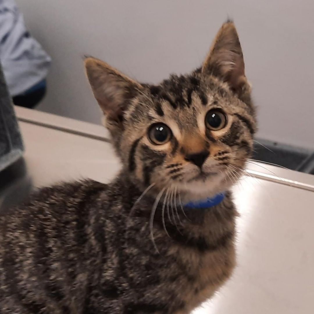 These precious pups and kittens are ready to make a new friend at the North Shore New Friend adoption event tomorrow! Take a sneak peek here and visit our website to learn more!
📍 PAWS Chicago North Shore Adoption Center
1616 Deerfield Road, Highland Park, IL
⌚️ Saturday, November 20 from 12-3pm
🐶🐱: Cheryl, Sakura, Hathaway, Sailor, Charlene, Samuel, Chickpea, Santiago, Hancock, Hammond