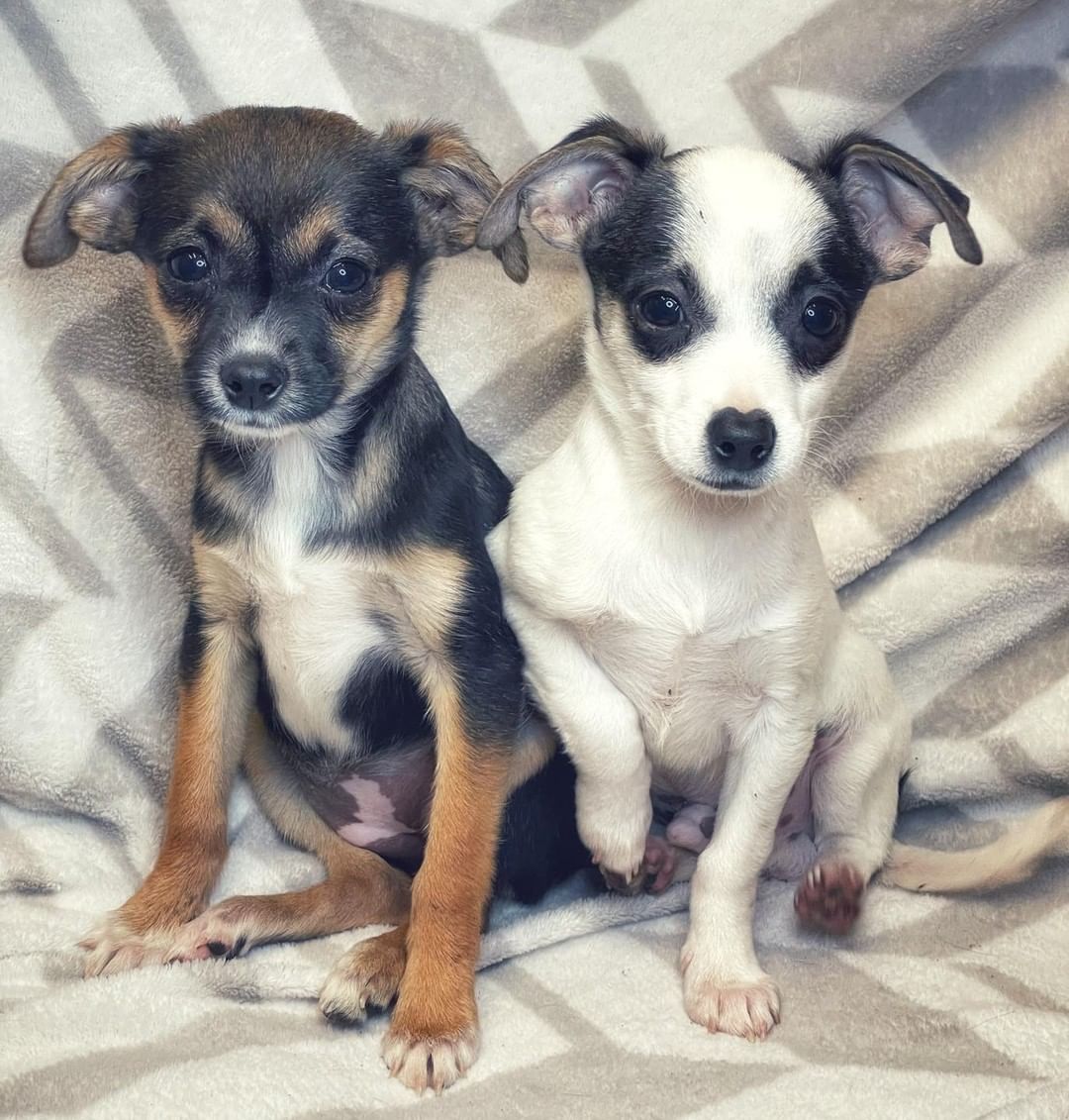 Please welcome our newest rescues!! Who can help us name these beautiful babies? These 3 kids were found together in Fresno and we were not leaving anyone behind. All three are just puppies. The little black and white one is a boy and the other two are girl.